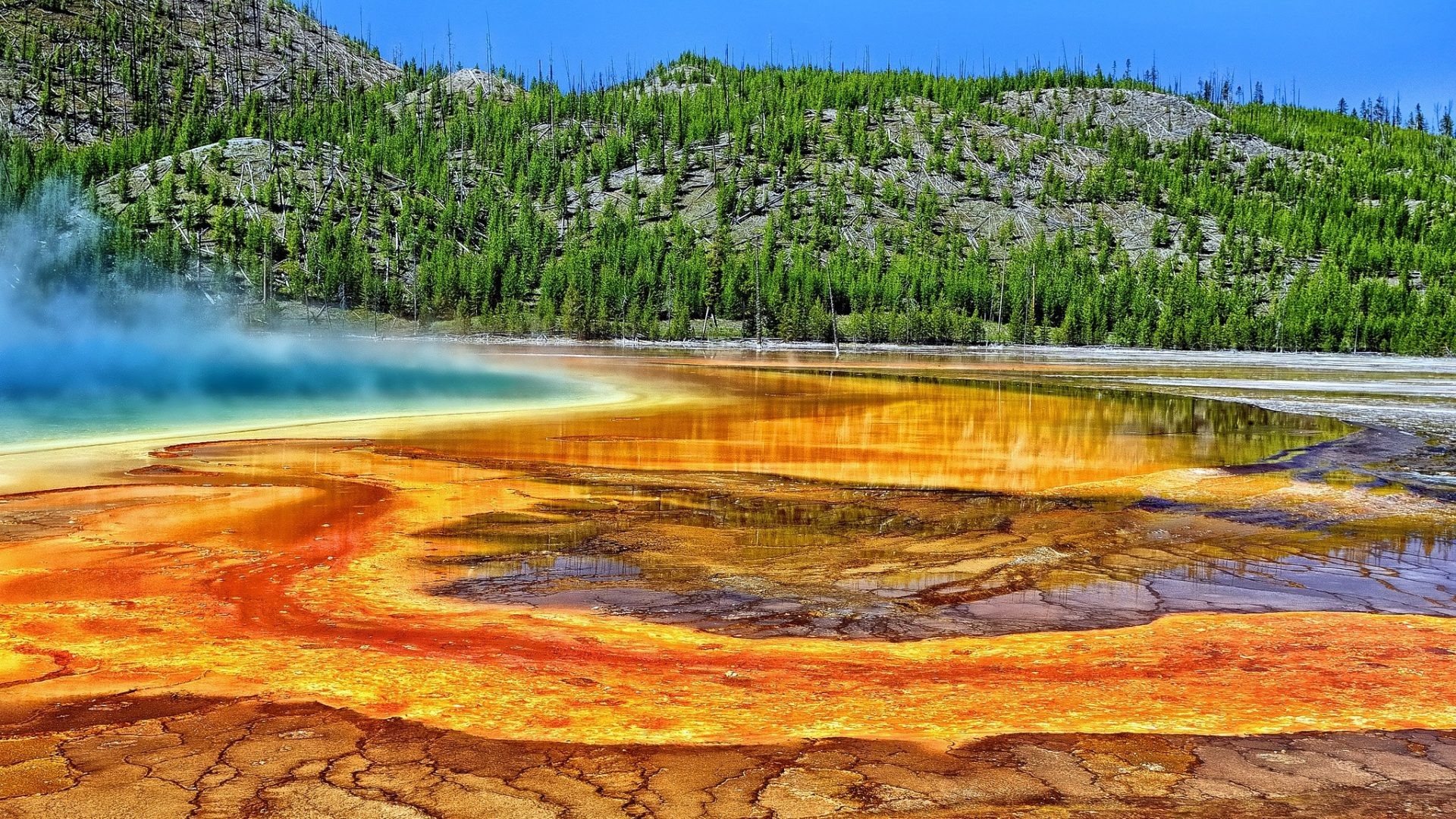 1920x1080 #223322 Color - Trees Spring Wyoming Yellowstone Hot Photo Of Nature  Wallpapers for HD 16
