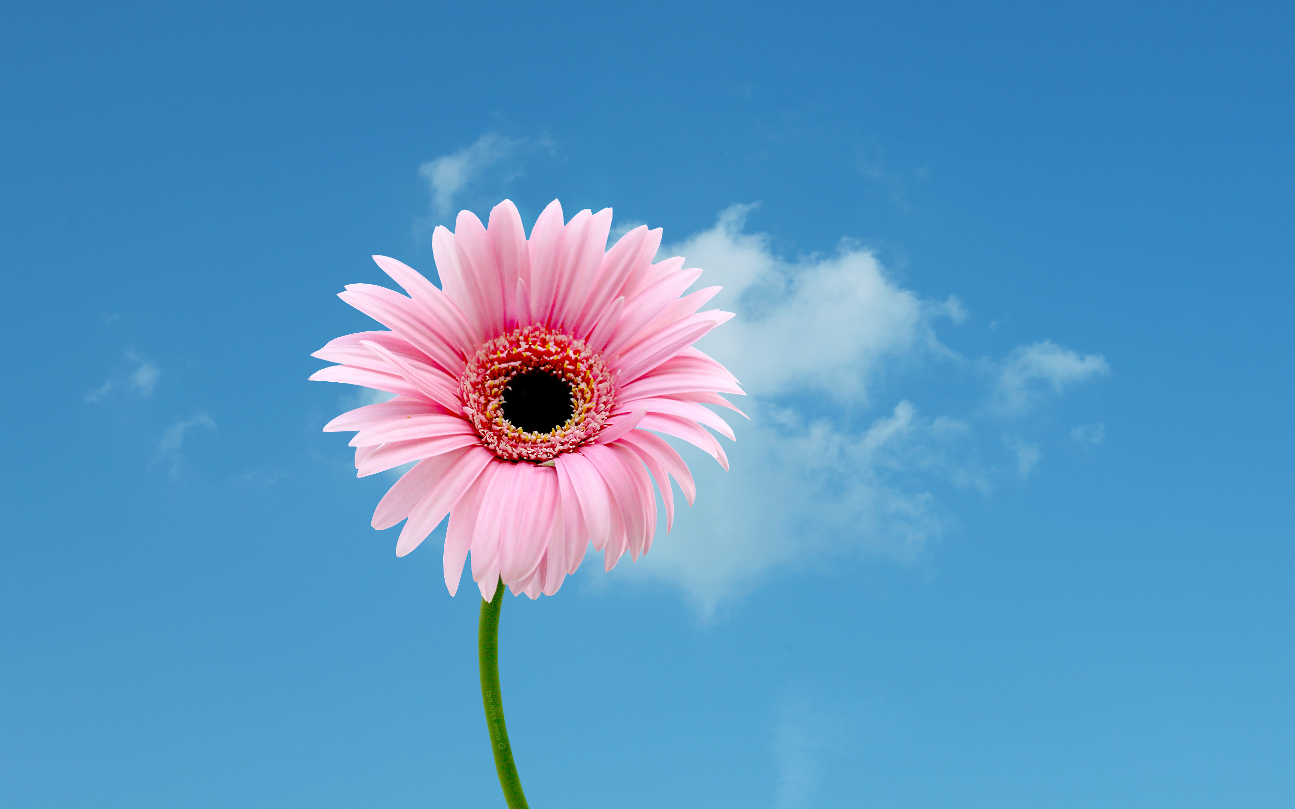 2560x1600 Photos Download HD Daisy Wallpapers Pink Daisy Wallpapers