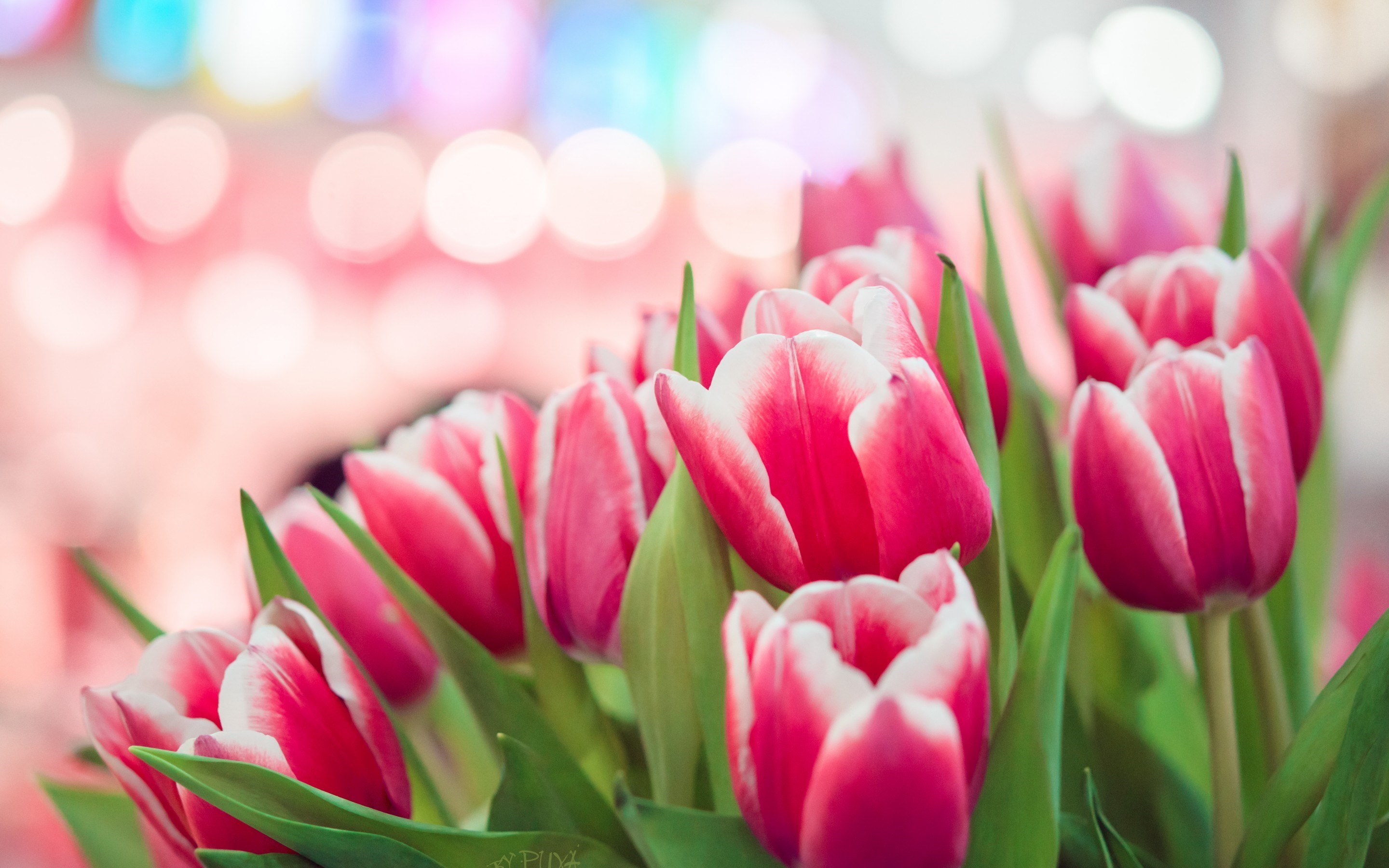 2880x1800 spring pink tulips bokeh