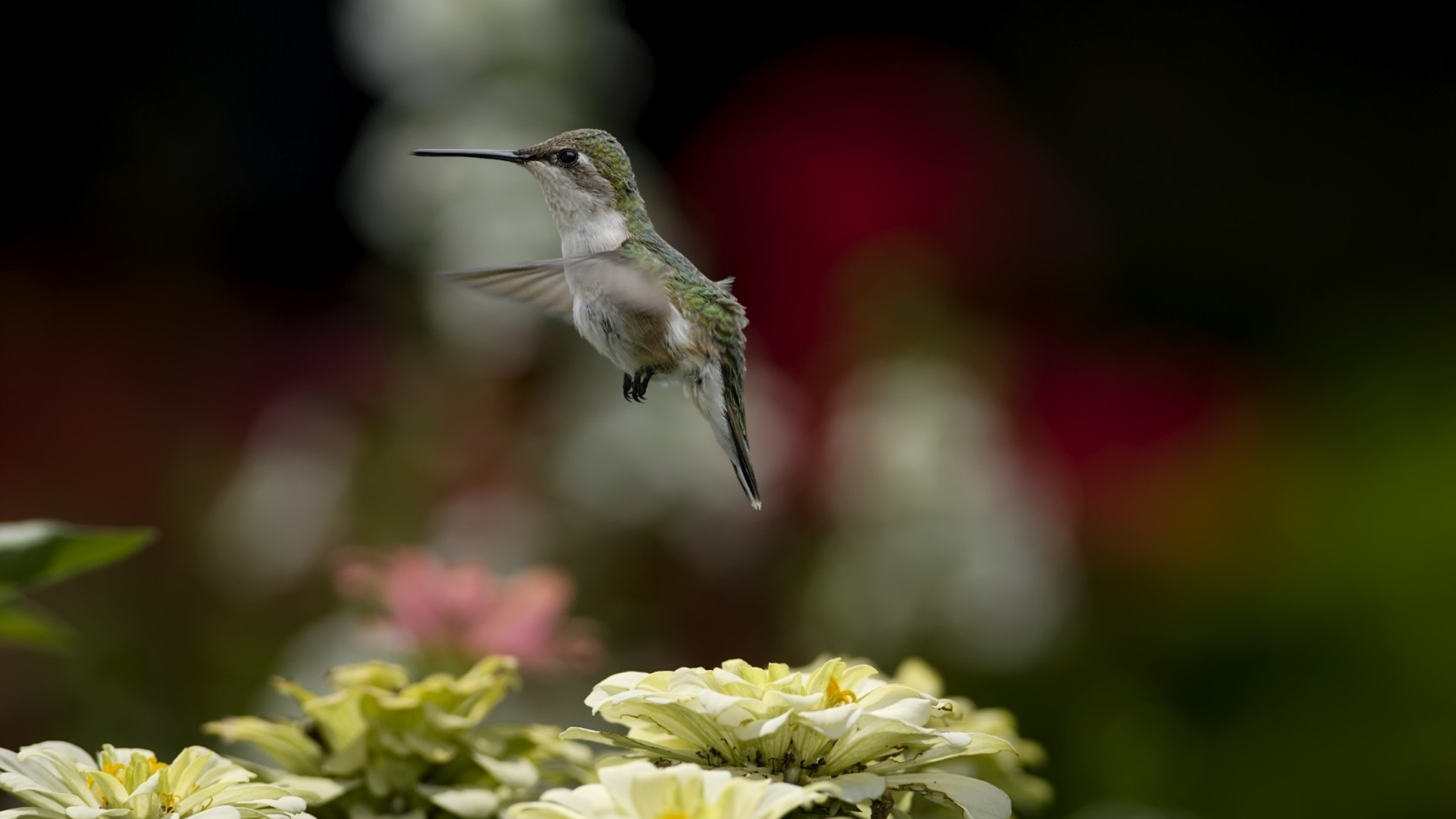 3840x2160  Wallpaper bird, hummingbird, flying, flowers, nature, blurring