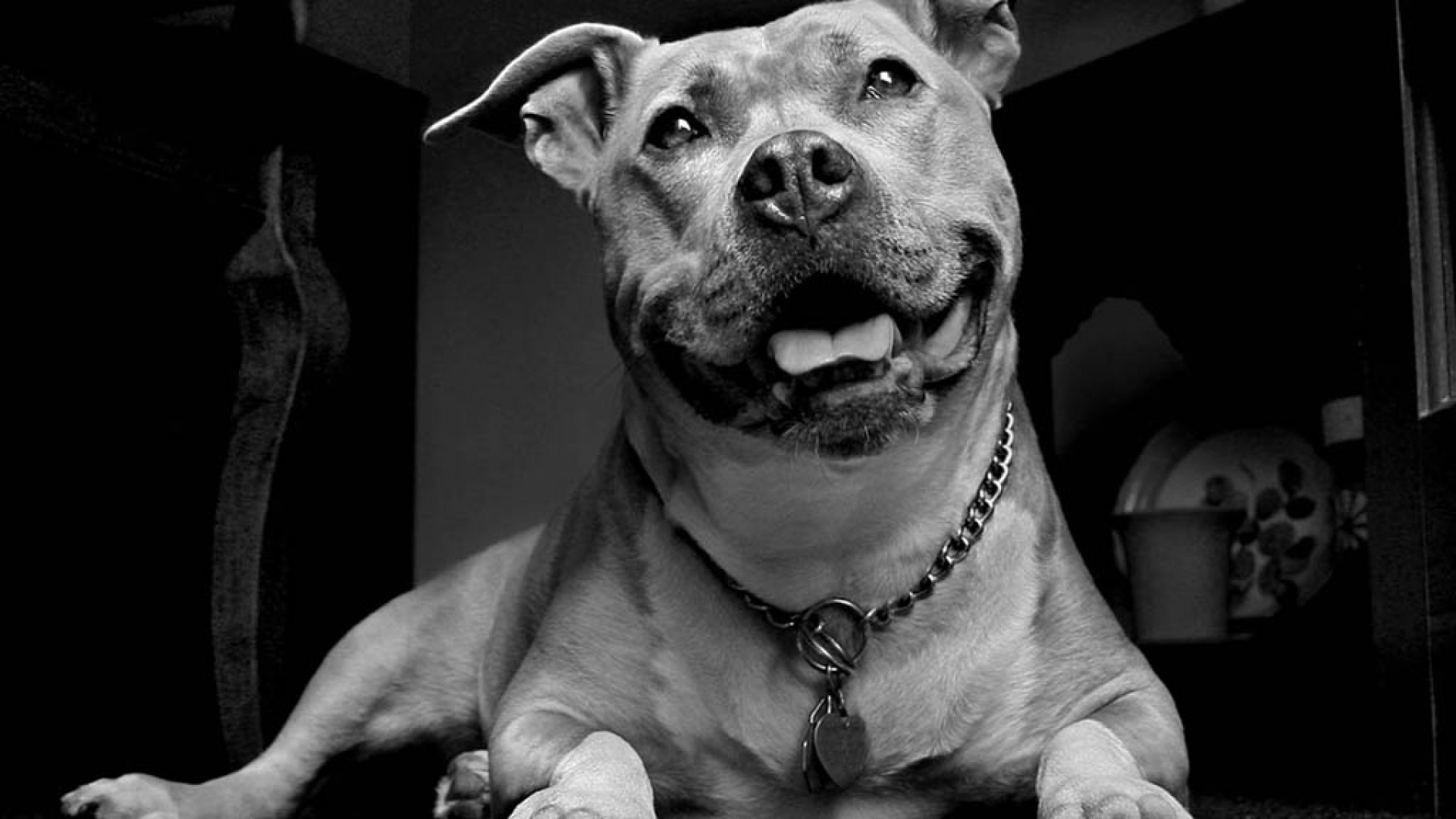 1920x1080 Pix For > Cool Pitbull Wallpapers
