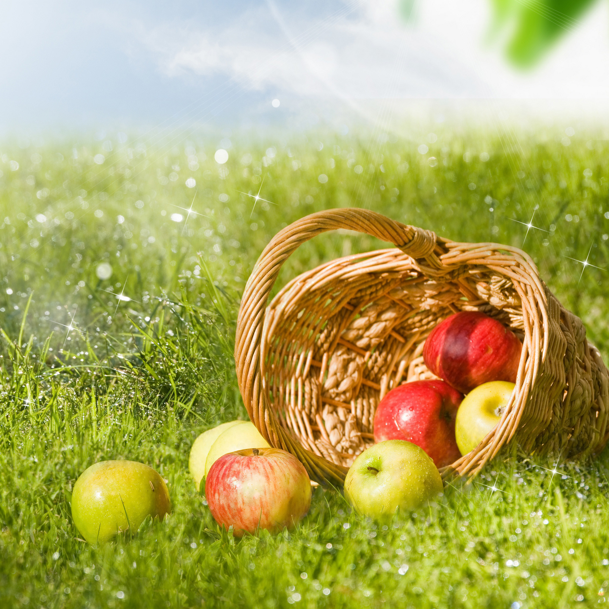 2048x2048 Fruit baskets on the lawn iPad Air 2 Wallpapers | iPad Air .
