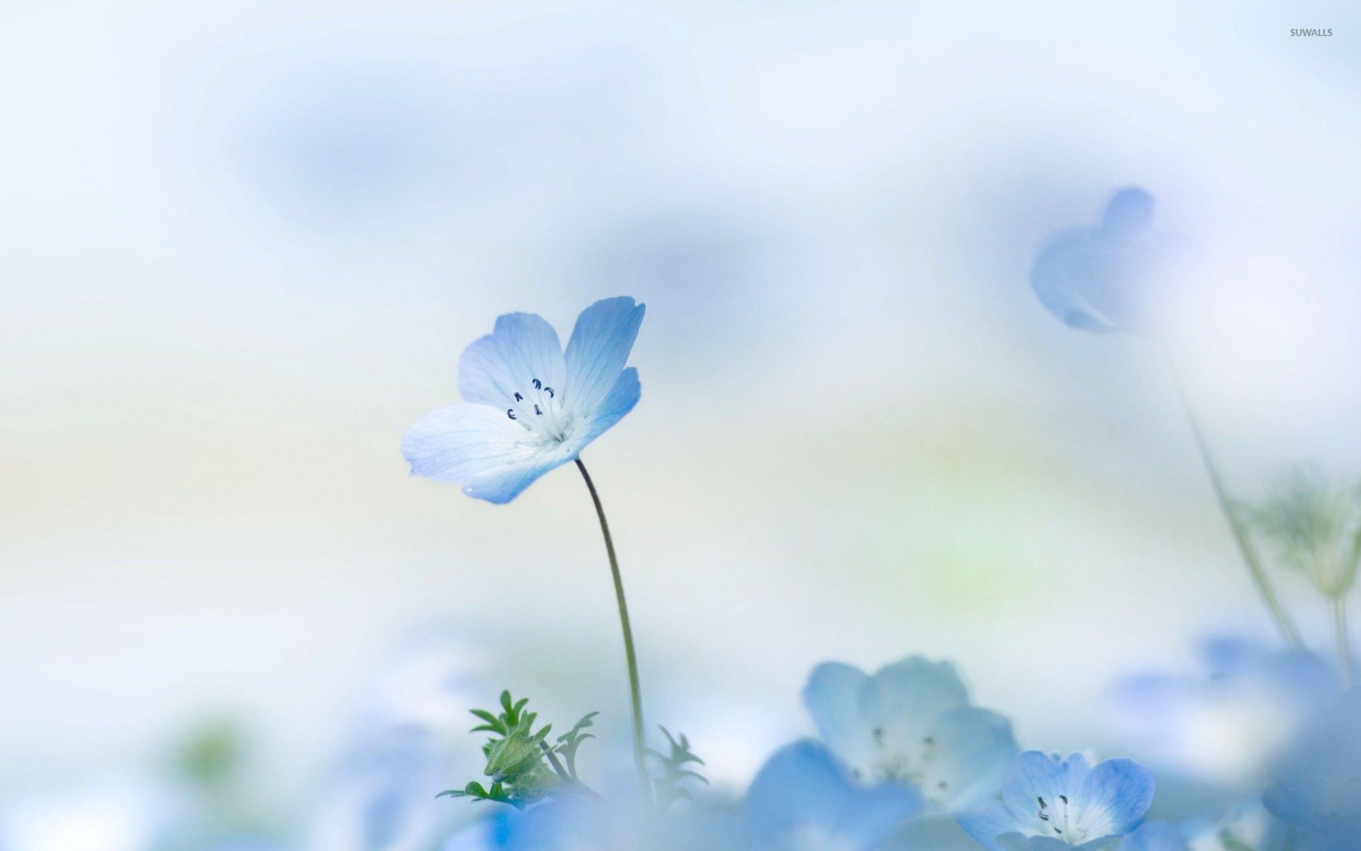 1920x1200 Small blue flower wallpaper