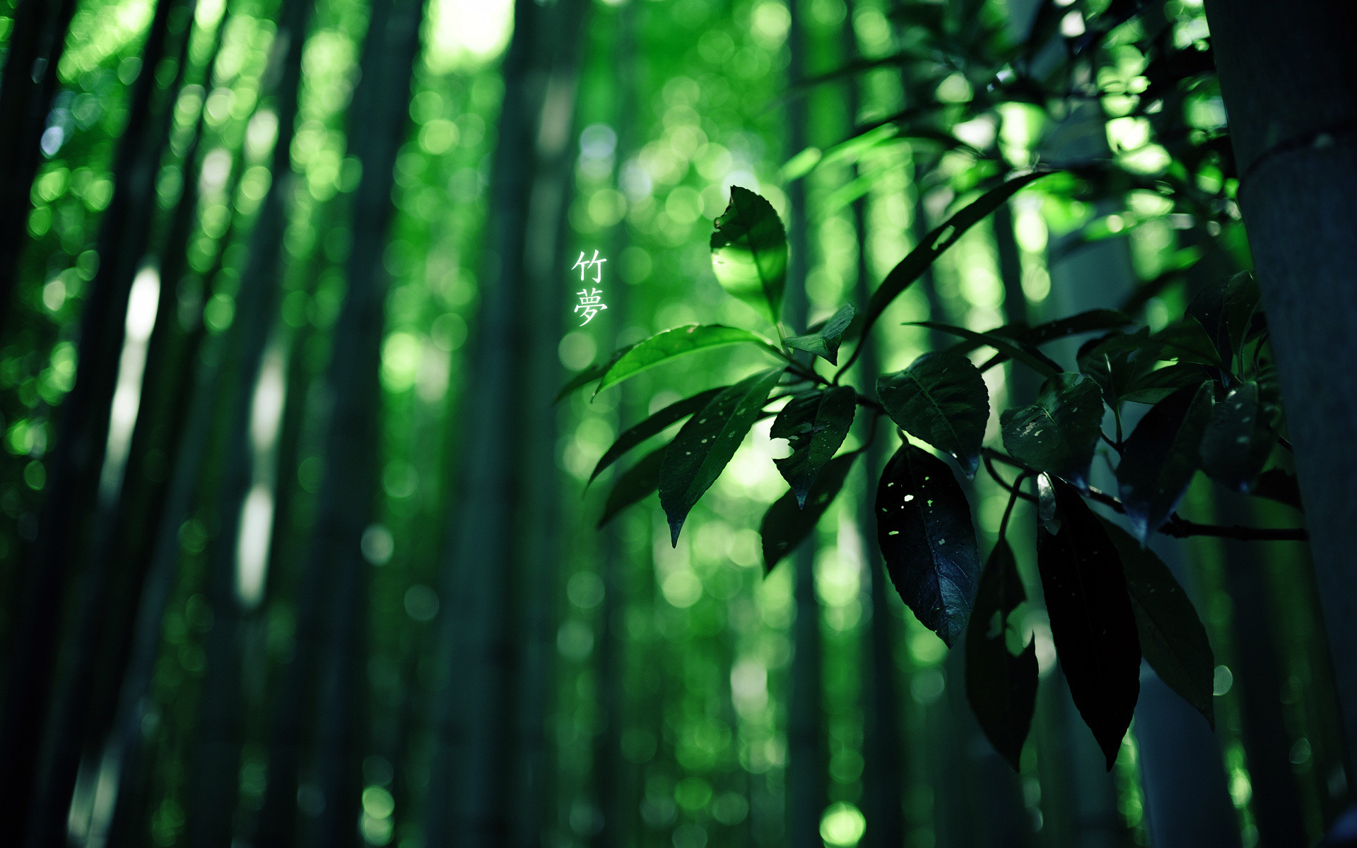 1920x1200 Download: Dream of Bamboo HD Wallpaper