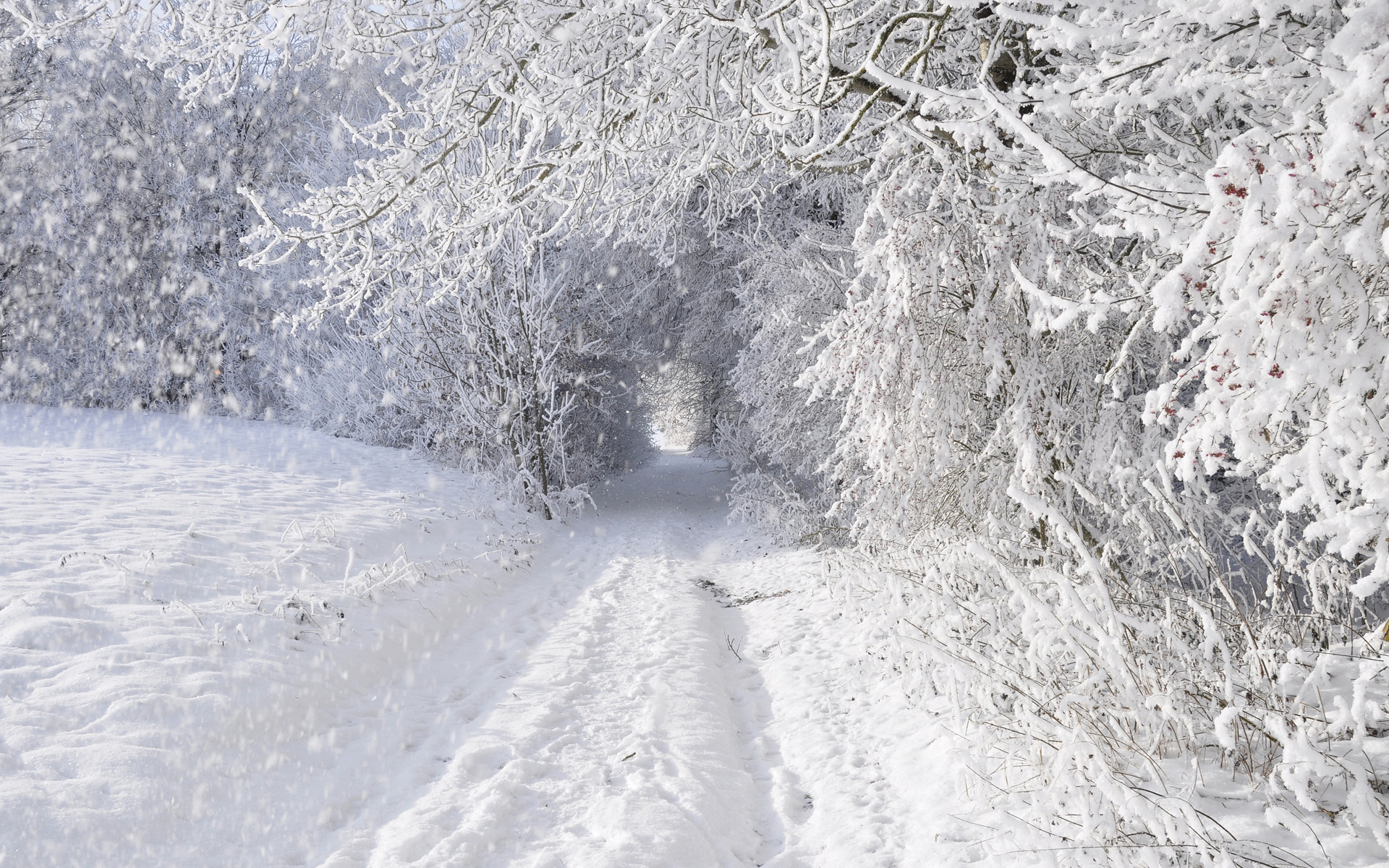 1920x1200 Nature landscapes winter snow snowing snowflake snowfall roads trees forest storm  blizzard white seasons tunnel wallpaper |  | 24798 | WallpaperUP
