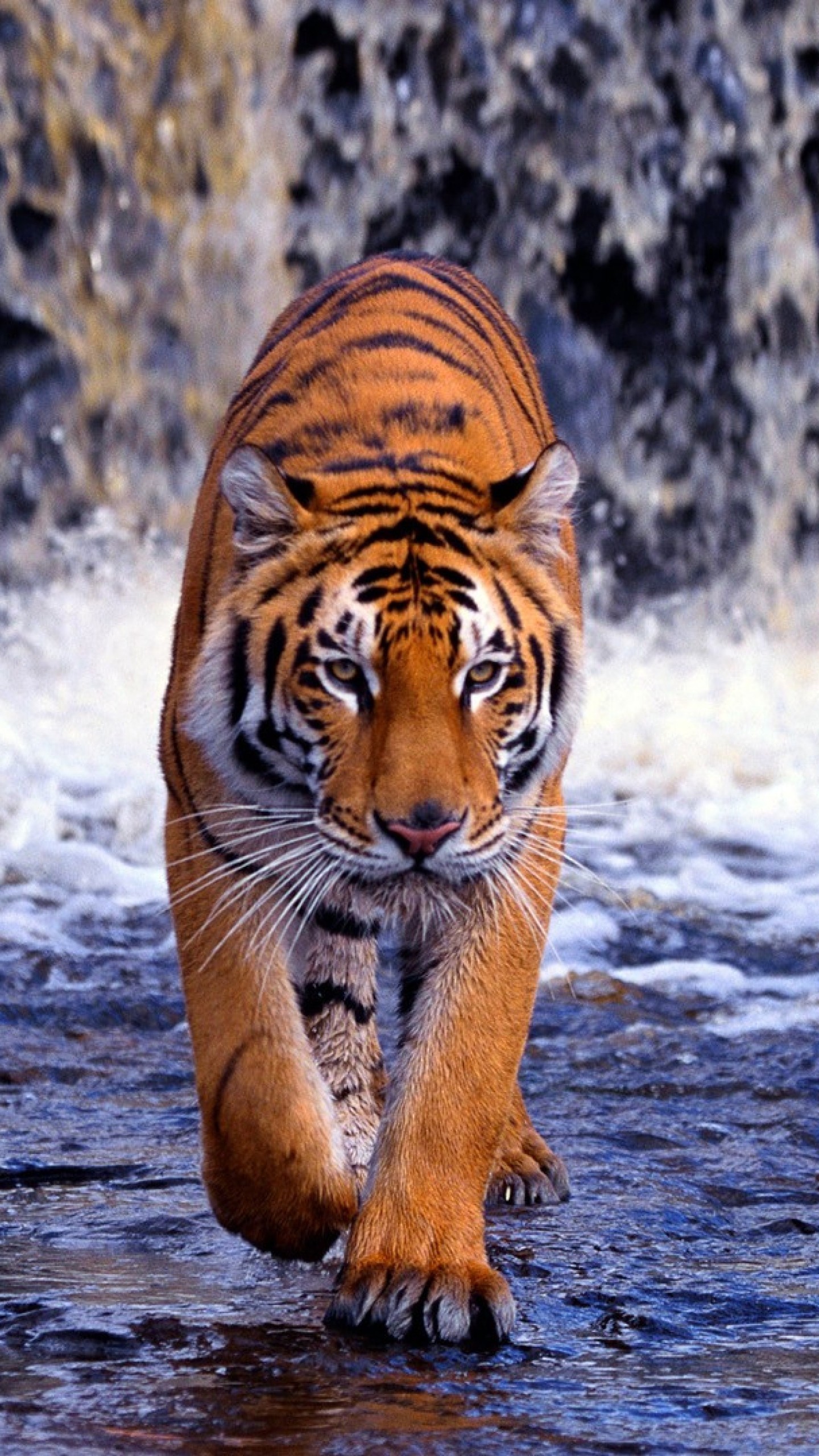 1440x2560  Wallpaper tiger, waterfall, walk, thin, ...