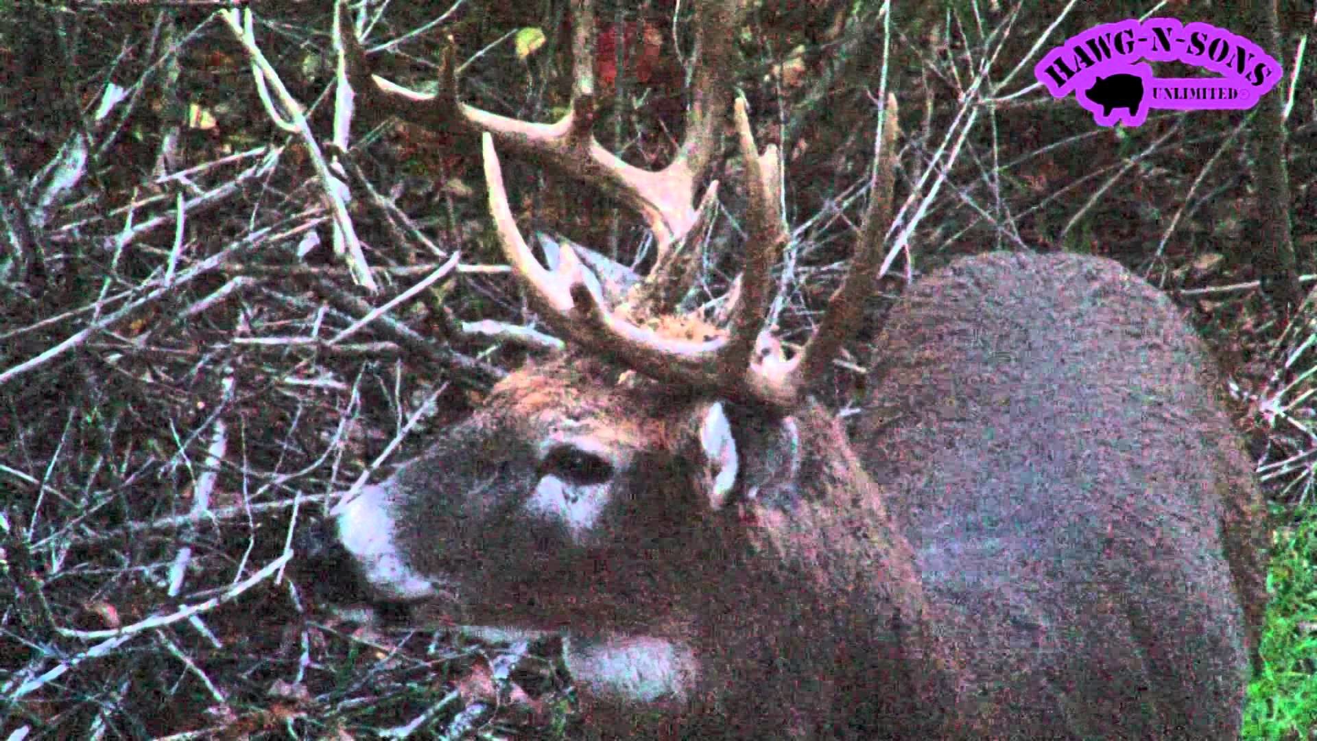 1920x1080 Deer Hunting Killer HEAD Shots Biggest Whitetail Bucks Ever Filmed HawgTV -  YouTube