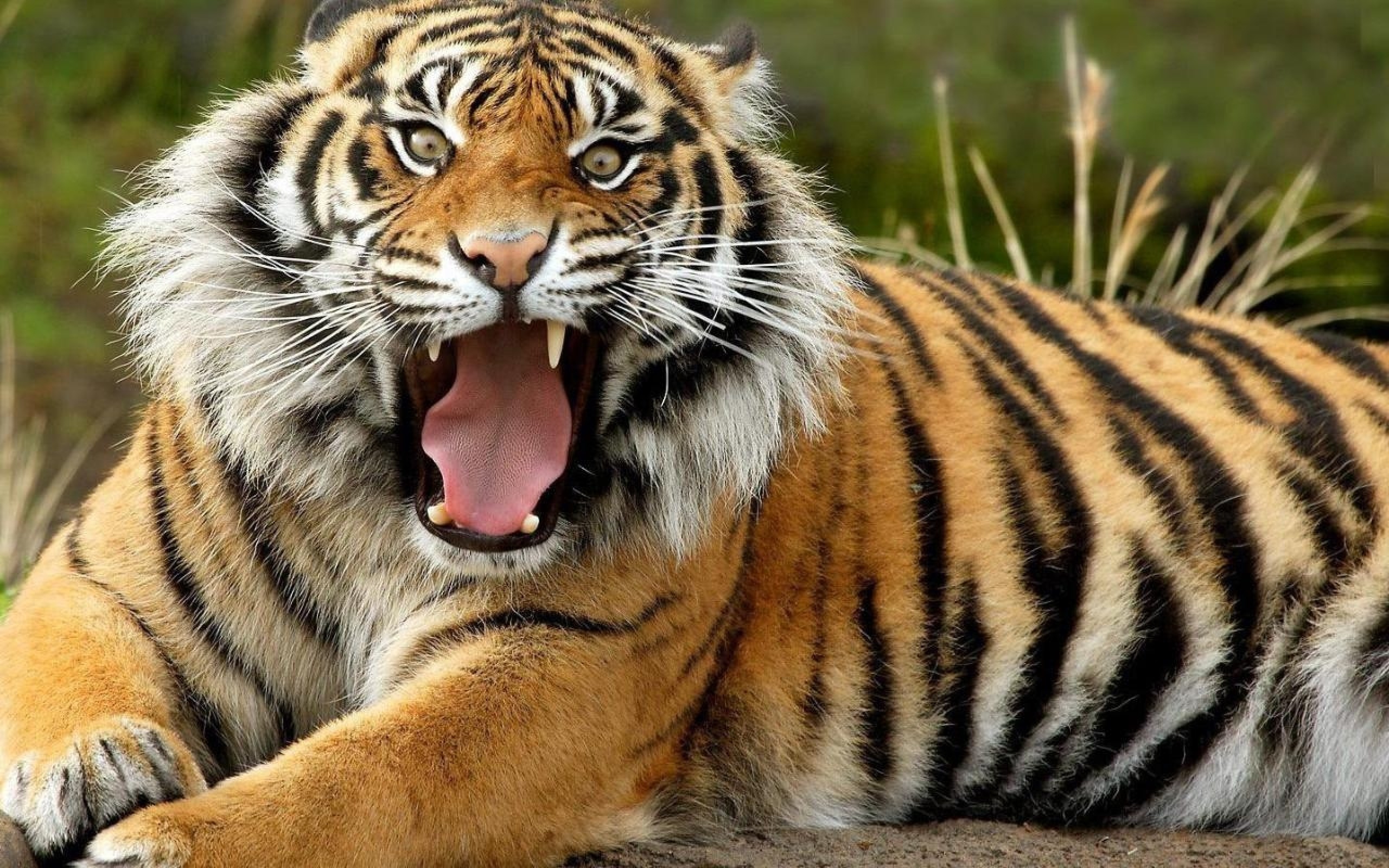 2560x1600 angry tiger photos