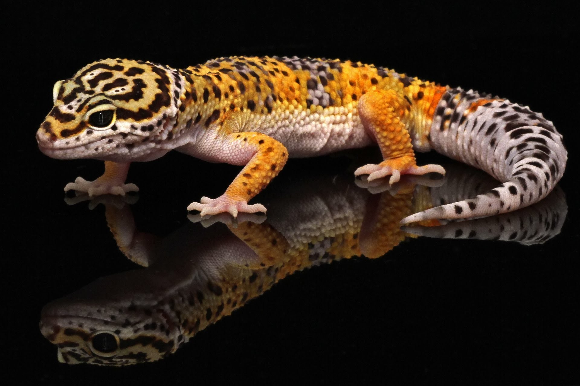 Leopard Gecko Wallpaper.