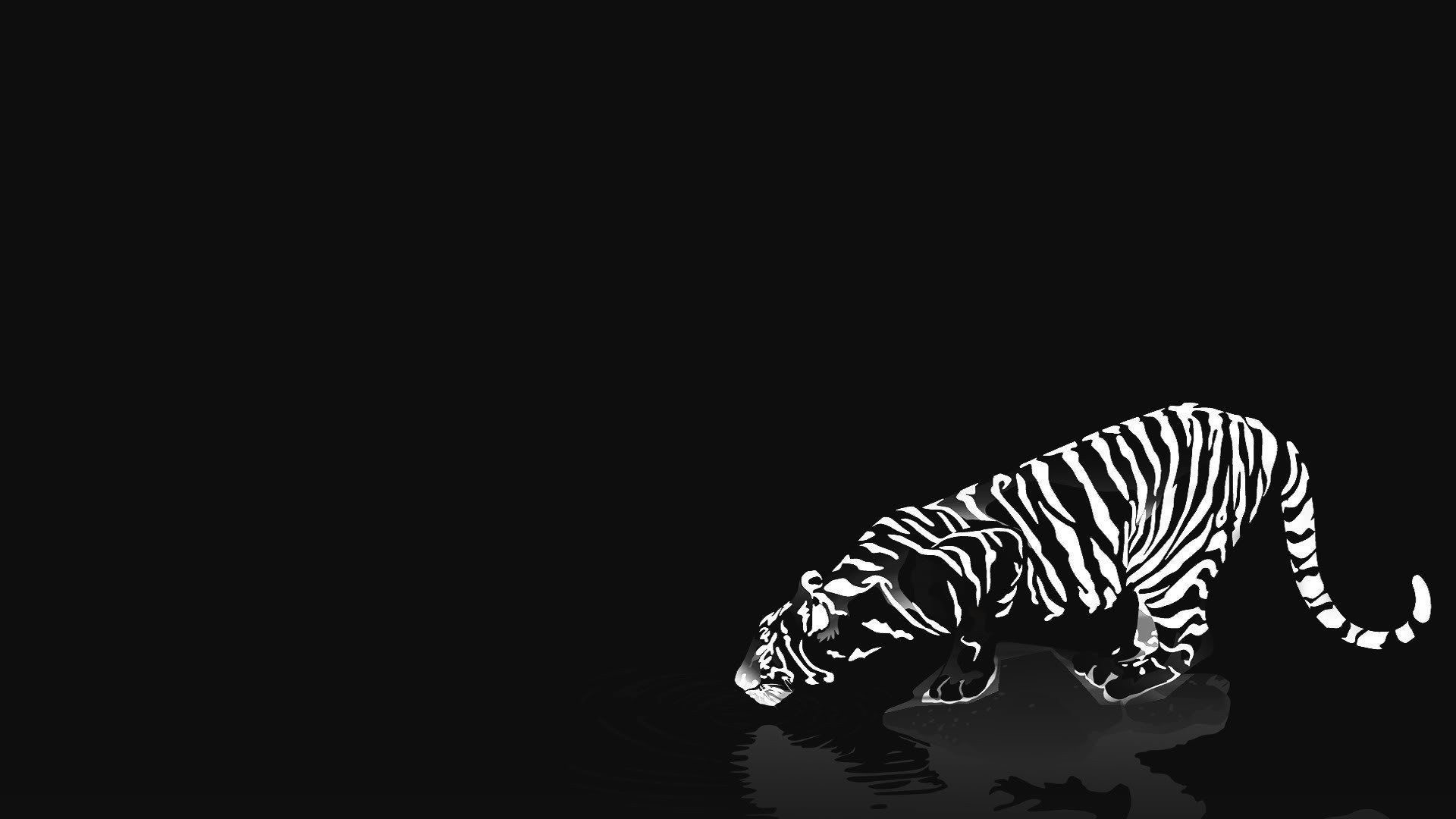 1920x1080 Cats animals tigers white tiger reflections black background .