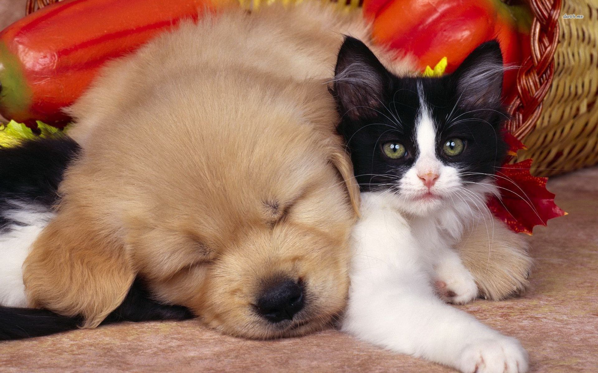1920x1200 Cute Dog And Cat Hd Wallpaperjpg. Dogs And Cats Wallpaper .
