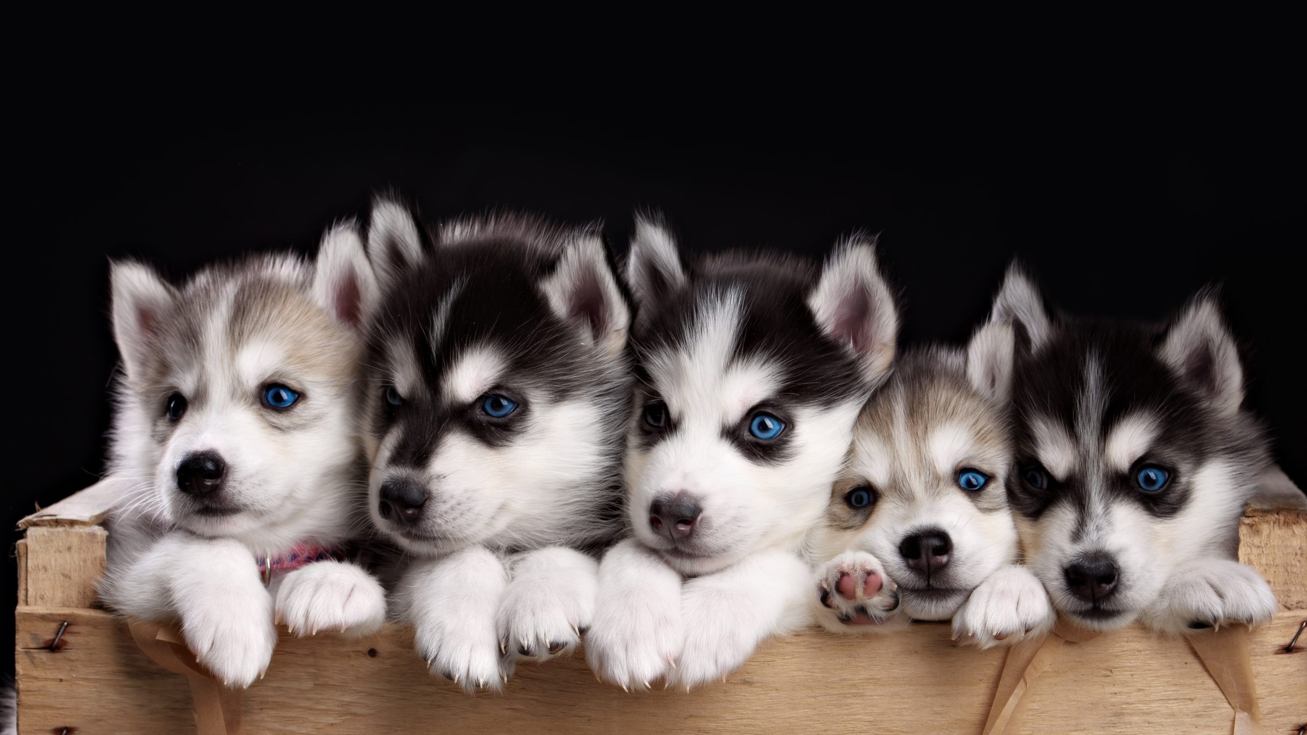 2560x1440 Husky Puppies Wallpapers