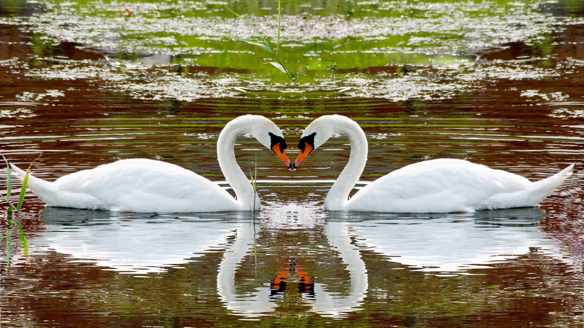 1920x1080  Wallpaper swan, lake, swim, steam, fidelity, reflection, heart