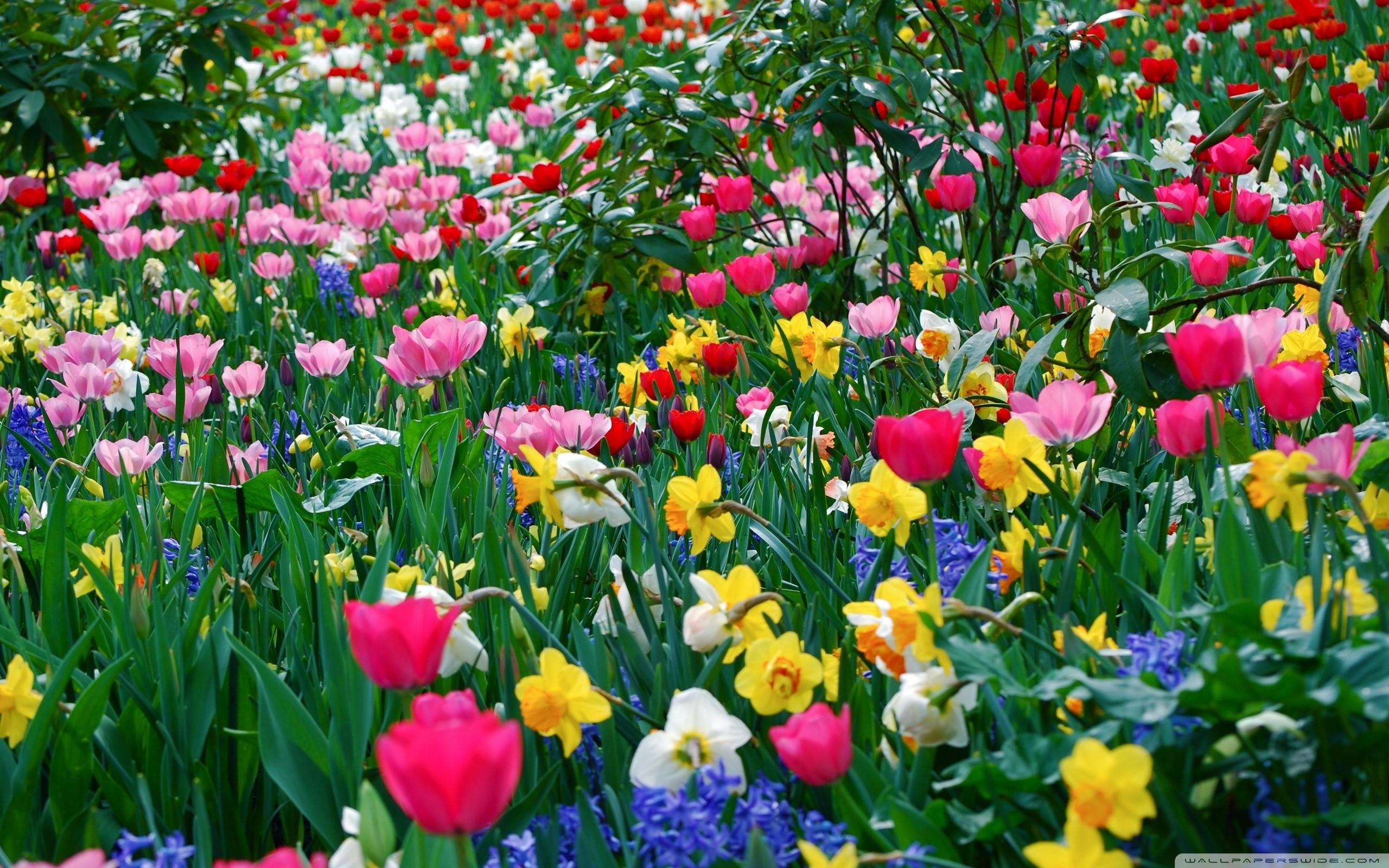 2560x1600 Spring Flowers