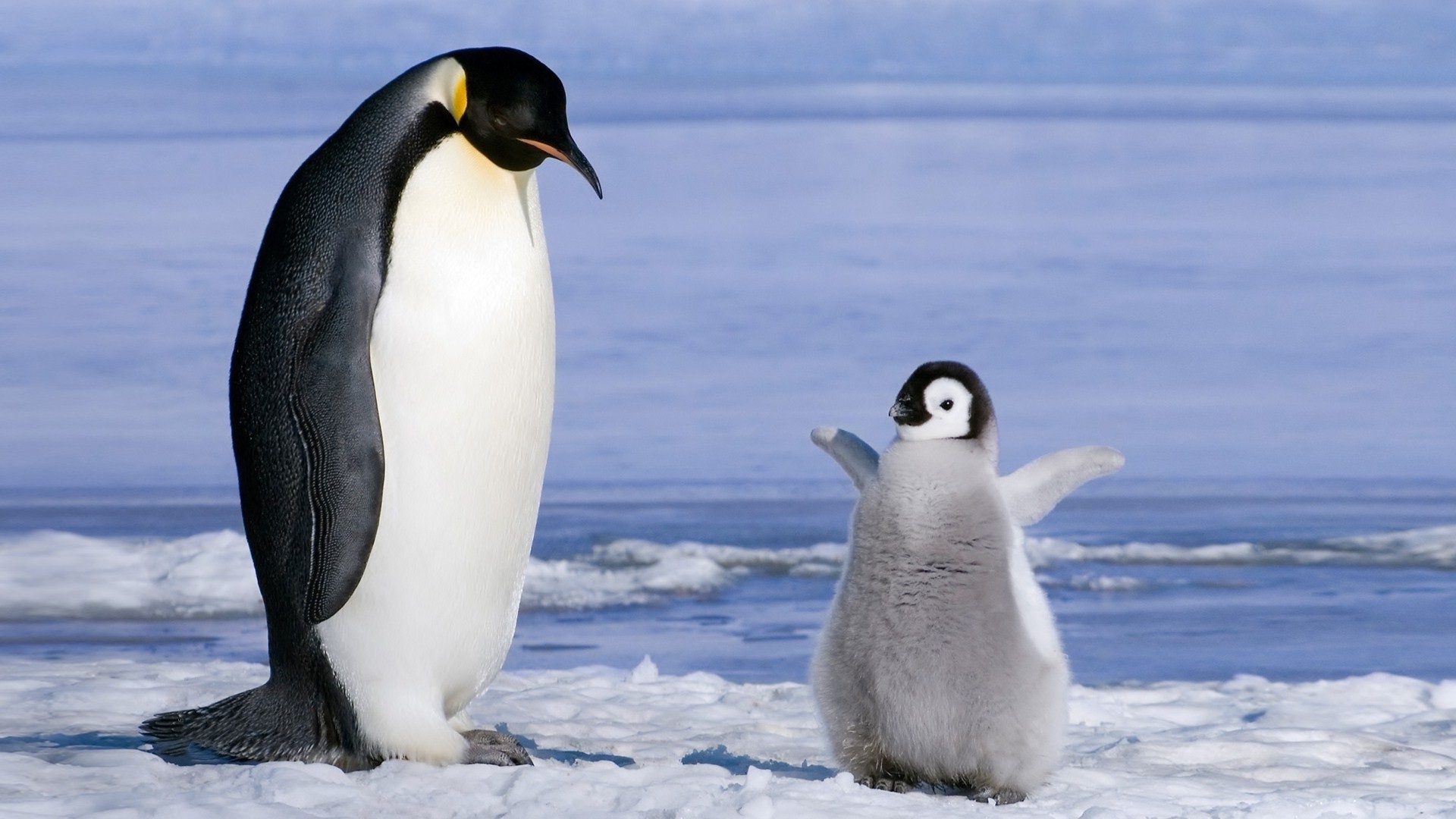 1920x1080 Baby Penguin images