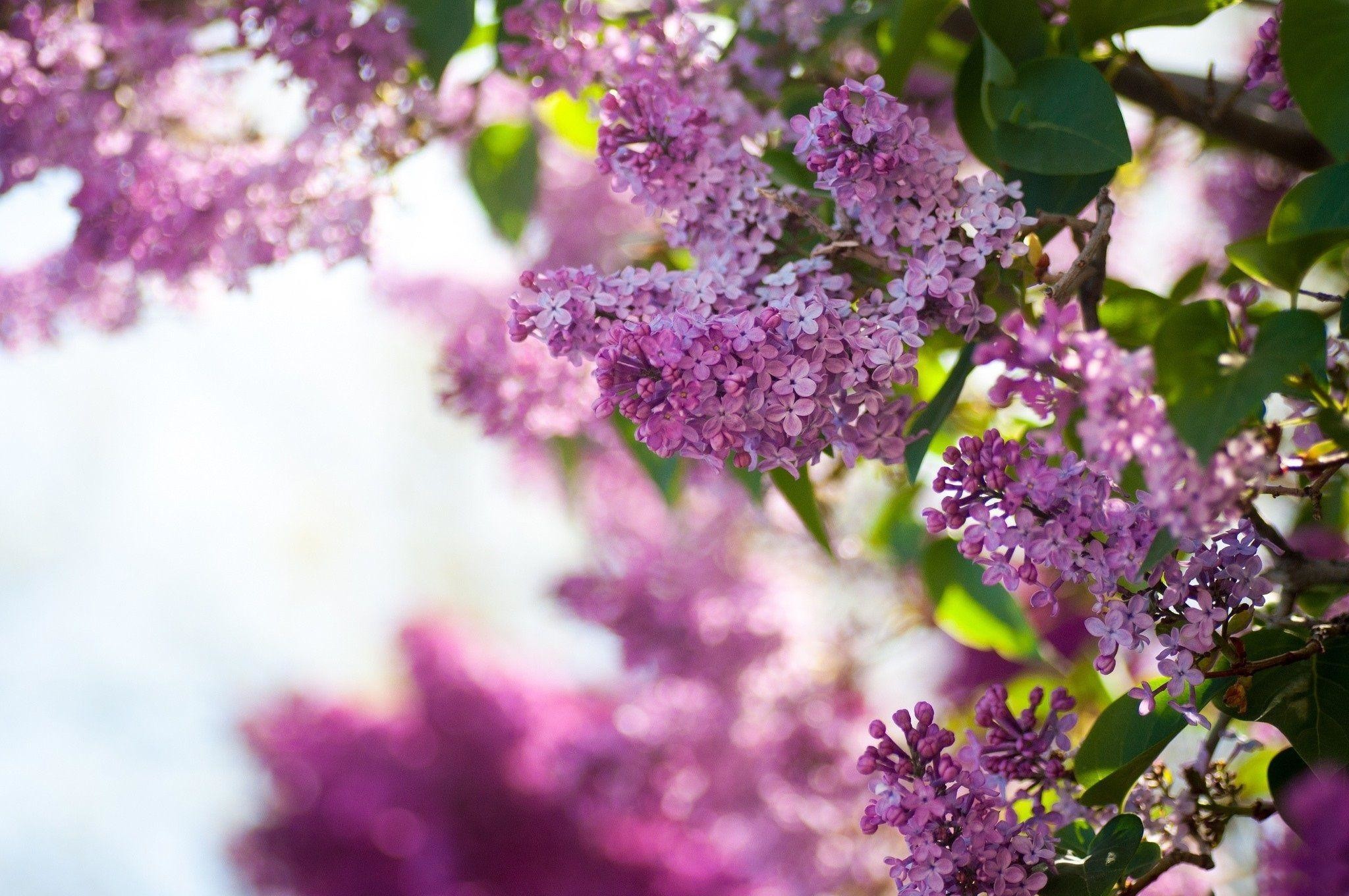2048x1360 Symbolic Meaning of Lilac Flower with Description and Pictures .