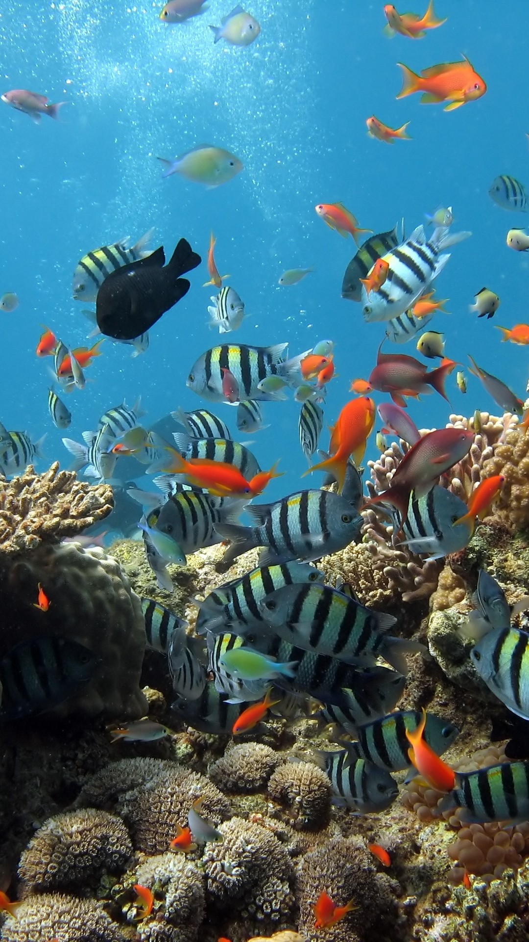 1080x1920  Wallpaper underwater, ocean, fish