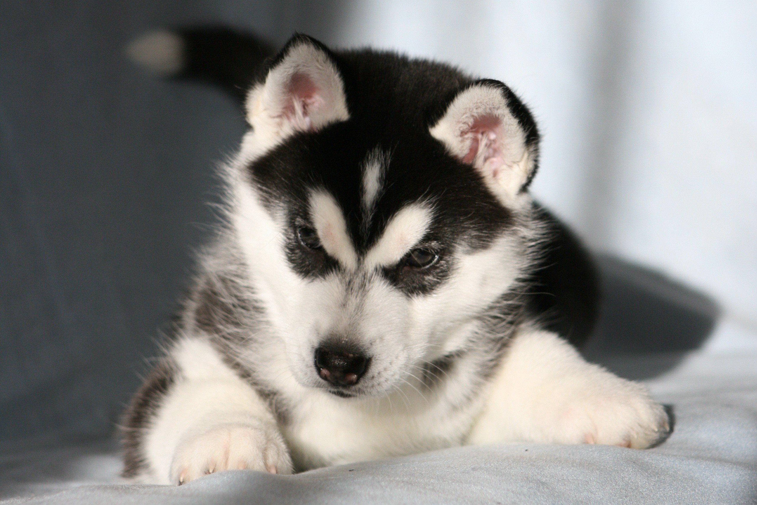 2563x1709 Husky Puppy Wallpaper Iphone with High Definition Wallpaper  px  756.01 KB Animals Iphone Cute Husky