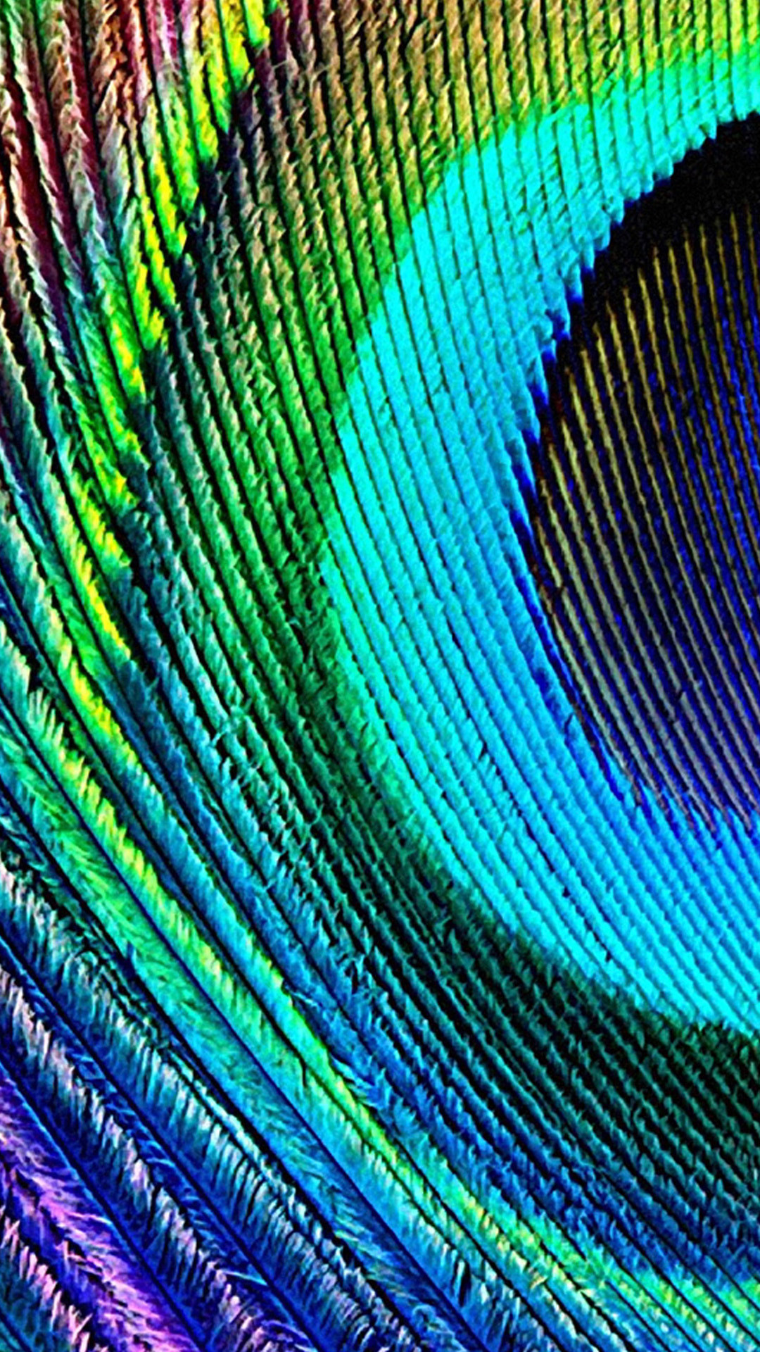 1080x1920 Peacock feather 2 Samsung Wallpapers