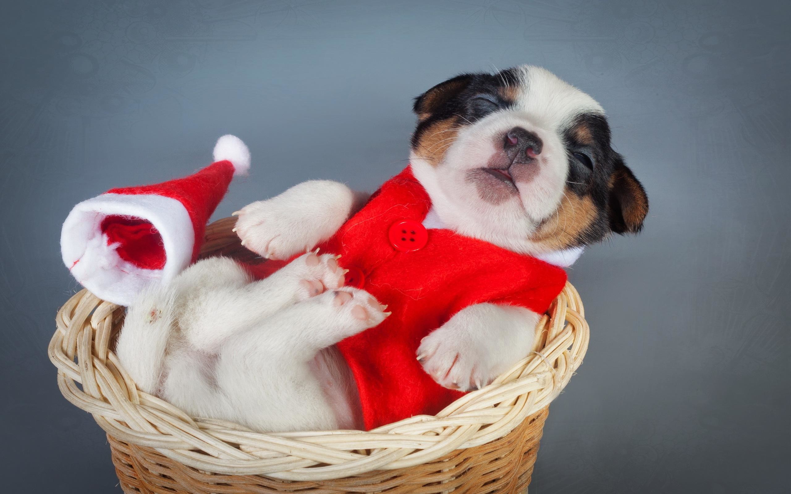 2560x1600 HD Dogs Christmas New Year Puppy Animals High Resolution Wallpaper