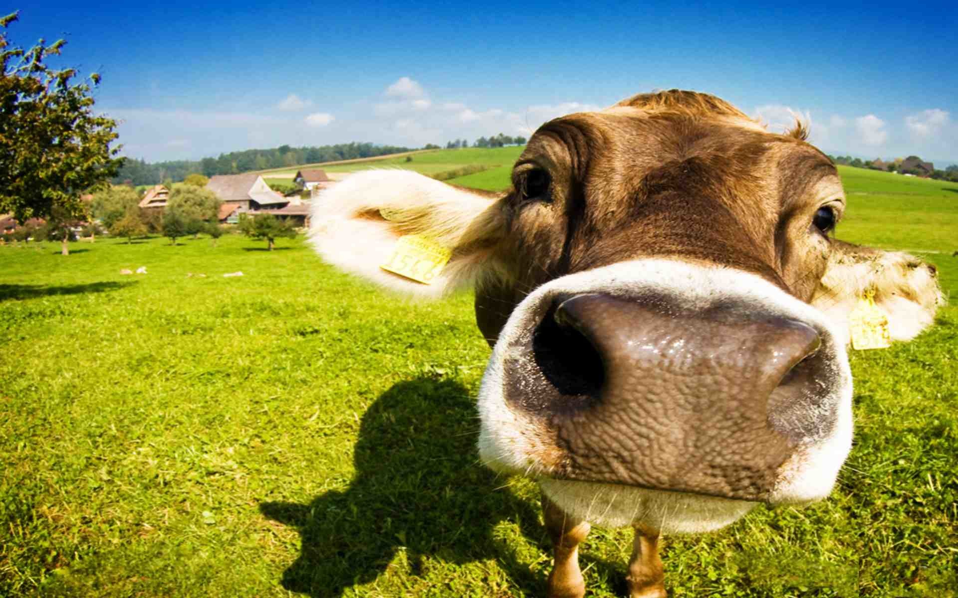 1920x1200 Closeup Face Funny Cow Picture