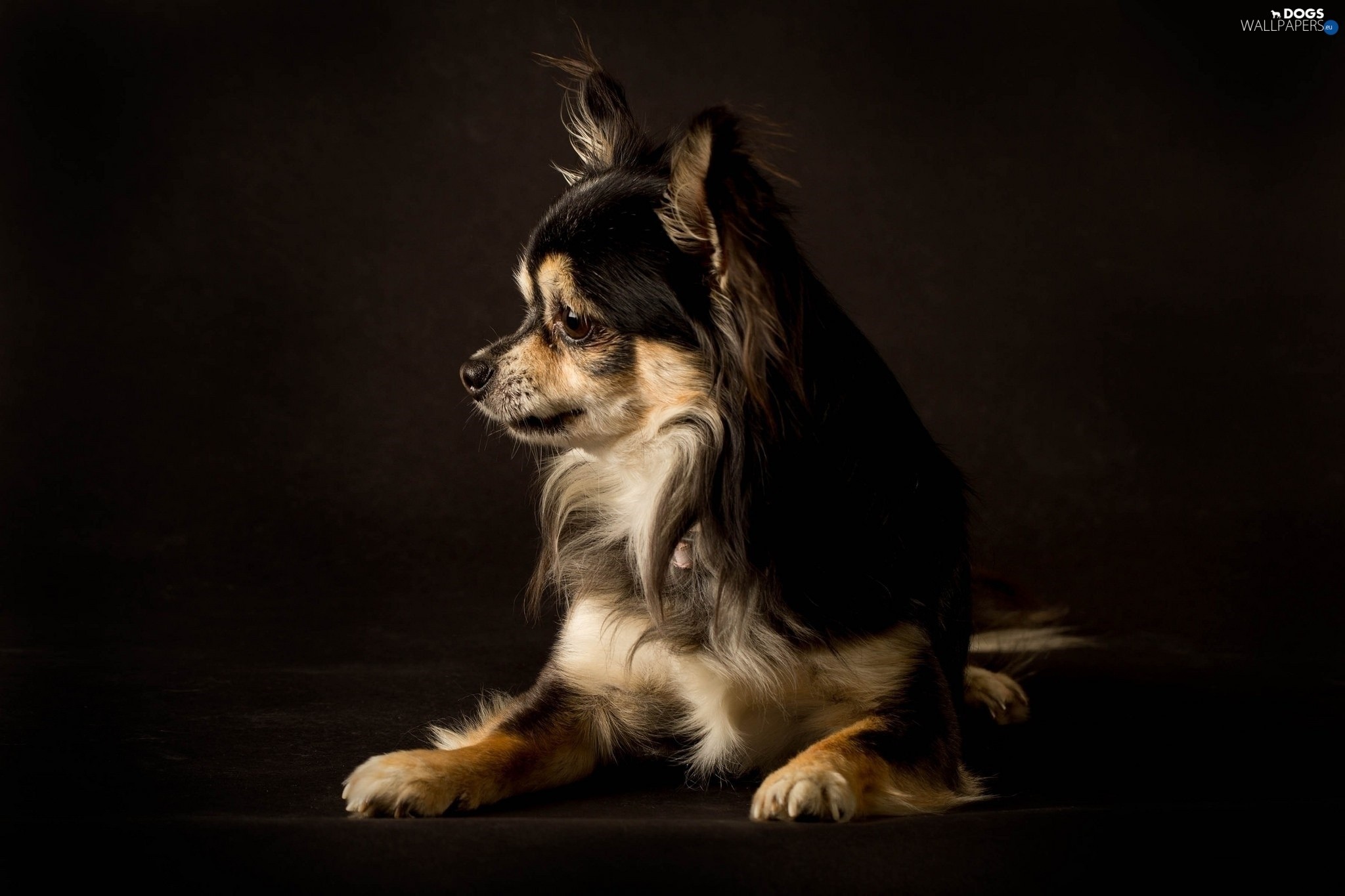 2048x1365 dog, Chihuahua Published: ewa21021