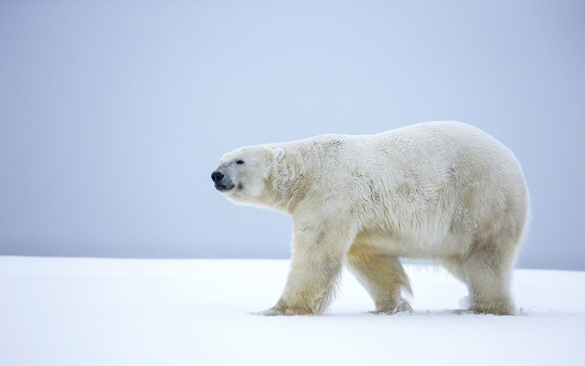 1920x1200 Polar bear Wallpapers HD, Desktop Backgrounds, Images and Pictures 