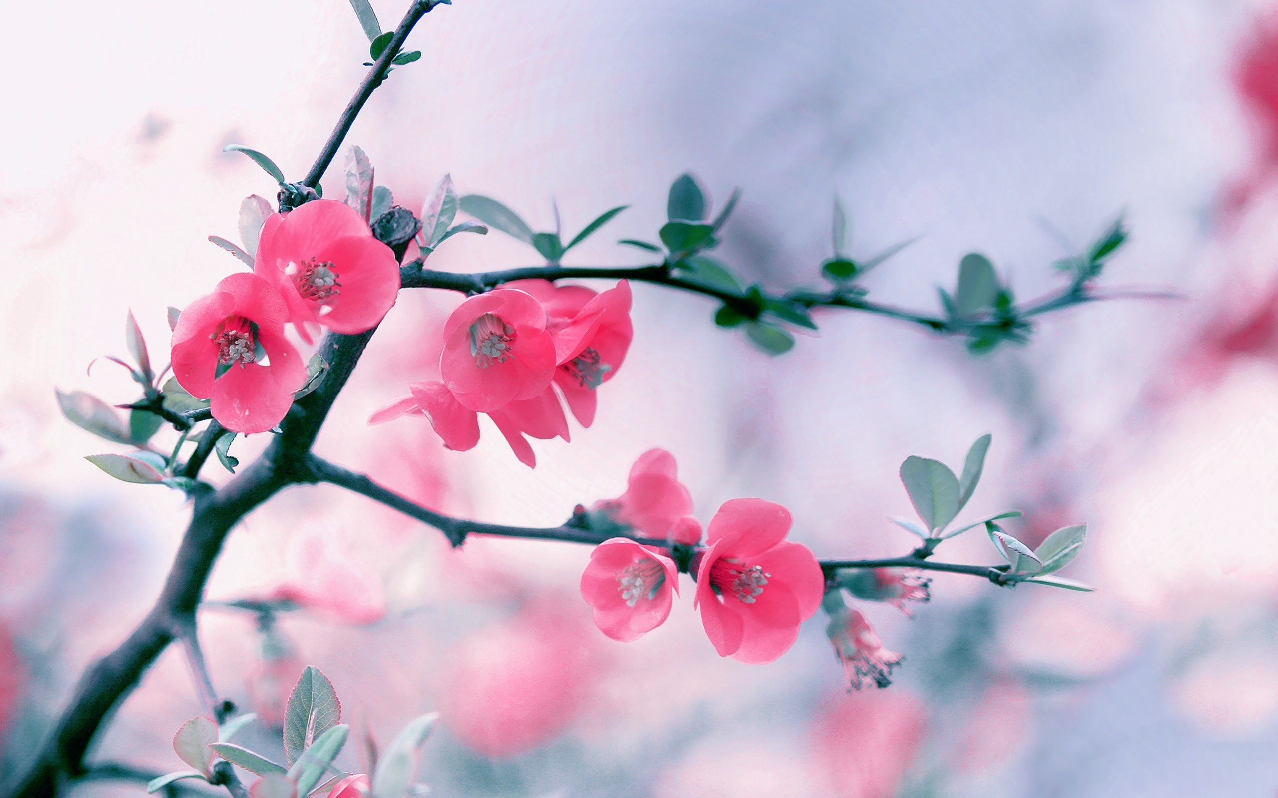 2560x1600 Spring Flowers Branch Wallpaper