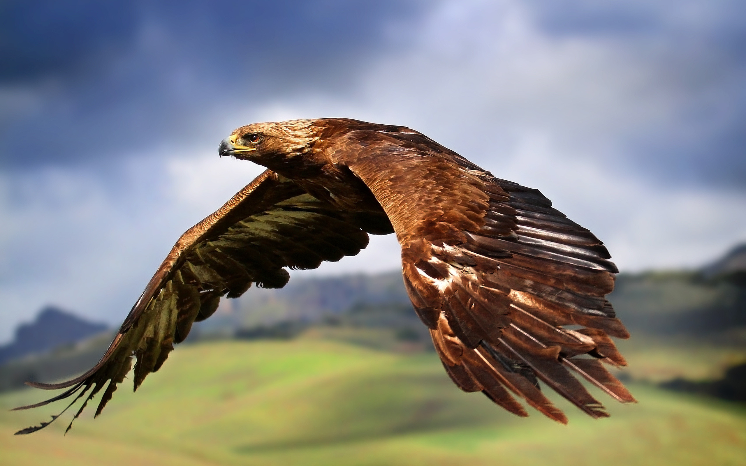 2560x1600 Golden Eagle Flying Wallpaper available in various resolutions to suit your  computer desktop, iPhone, iPad & Androidâ¢ devices, and discover more  Animals ...