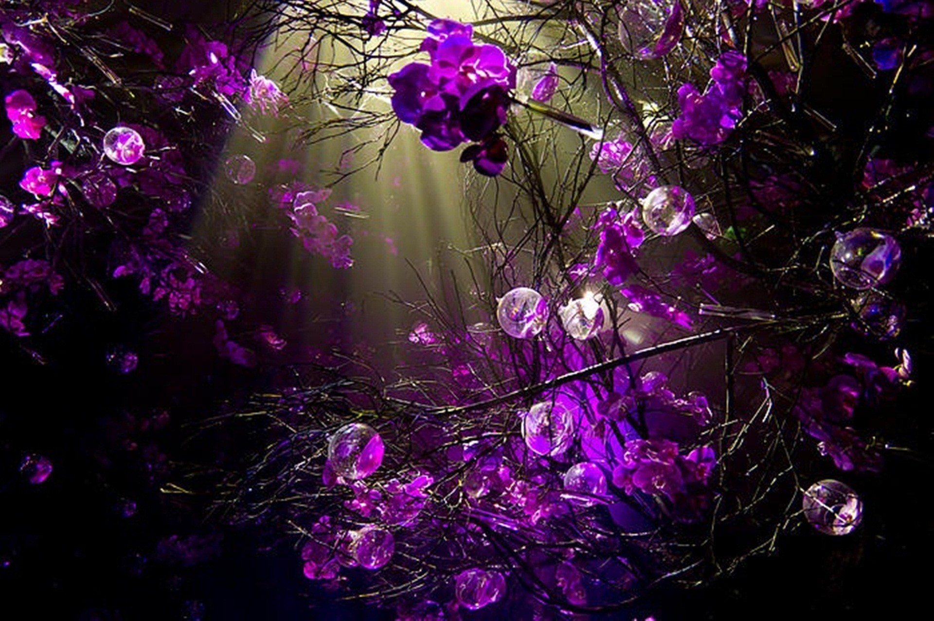 1920x1278 cute purple desktop image. purple sprigs desktop background
