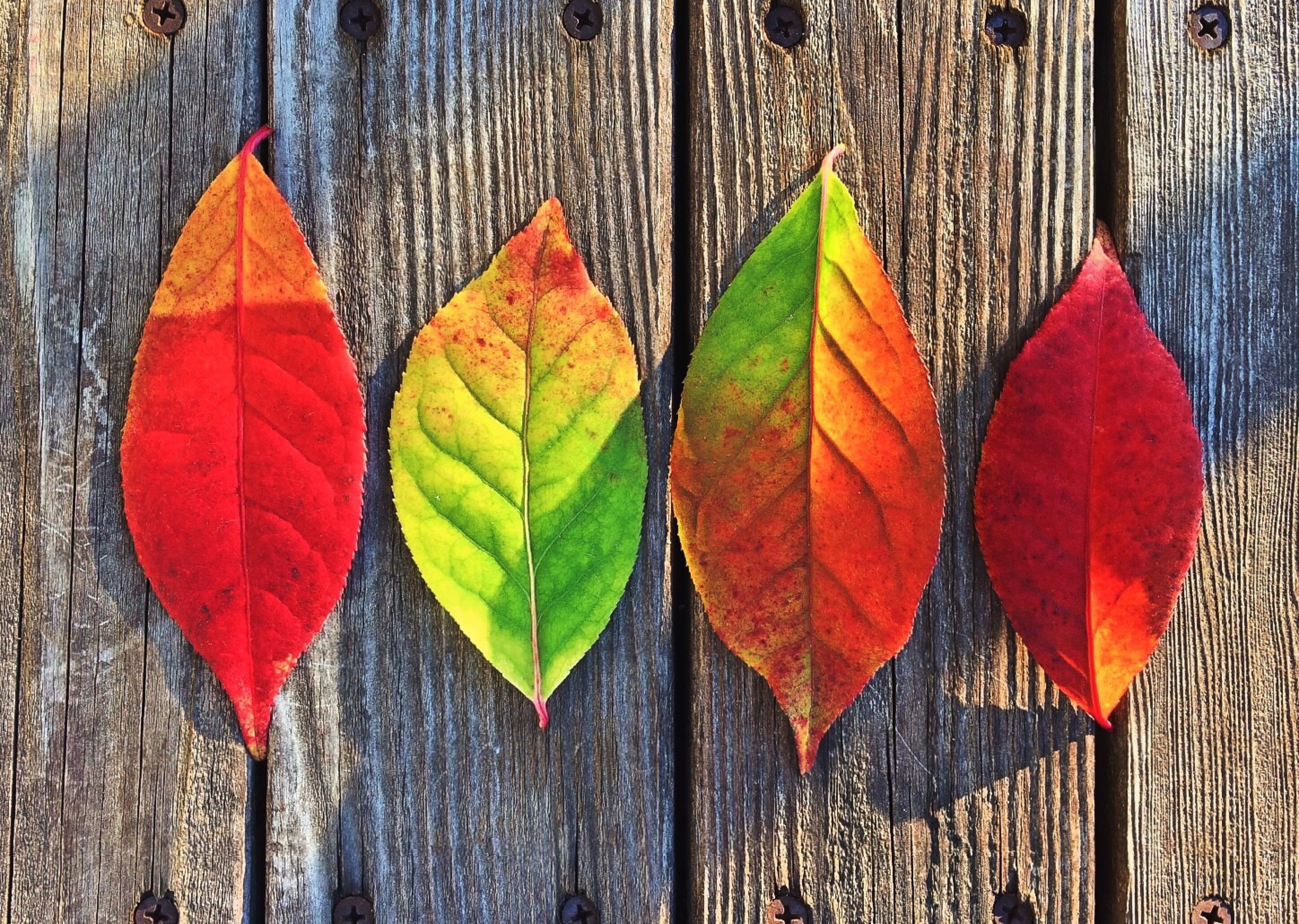 2896x2060 Free stock photo of red, creative, leaves, autumn