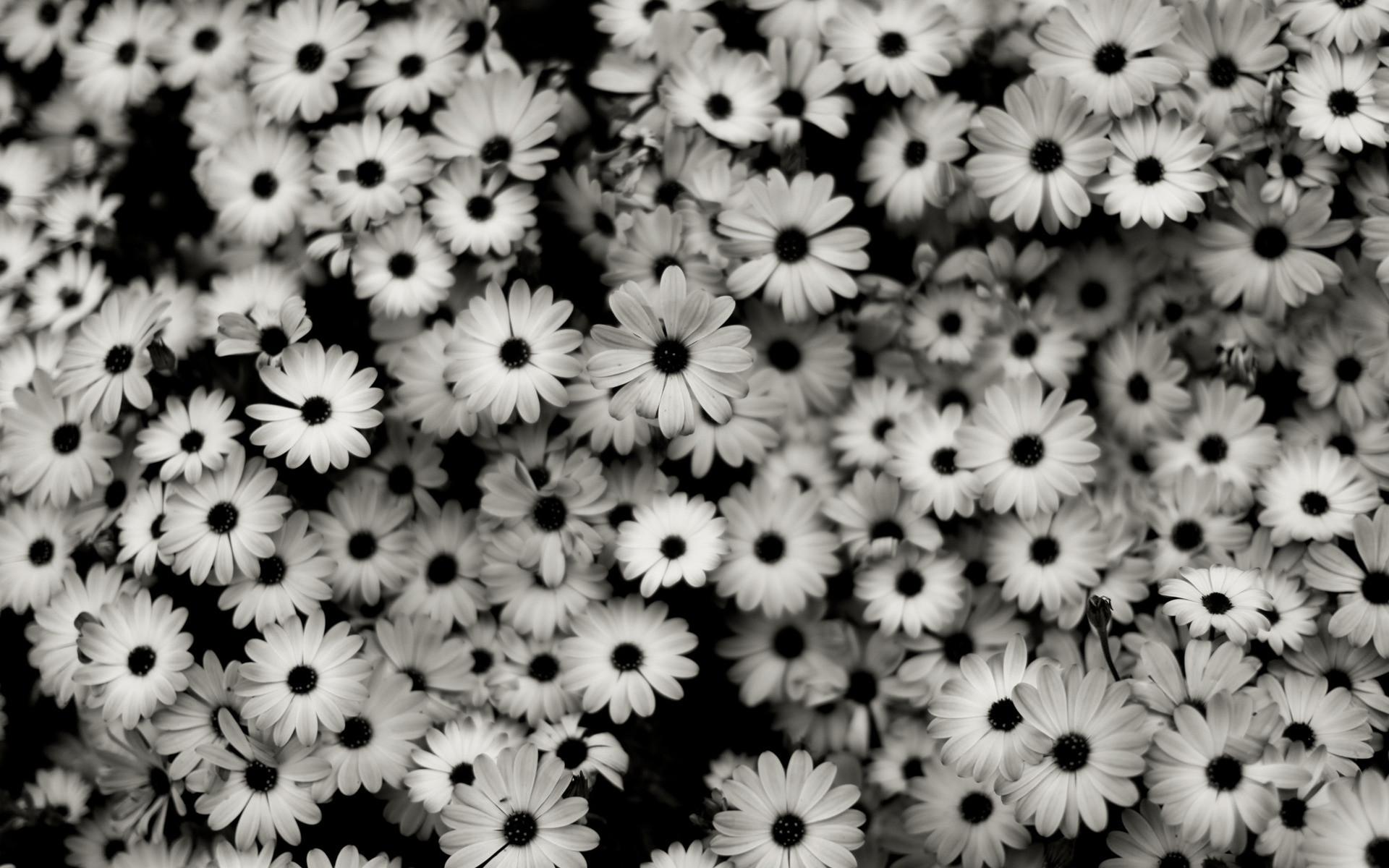 1920x1200 Black And White Vintage Tumblr Backgrounds