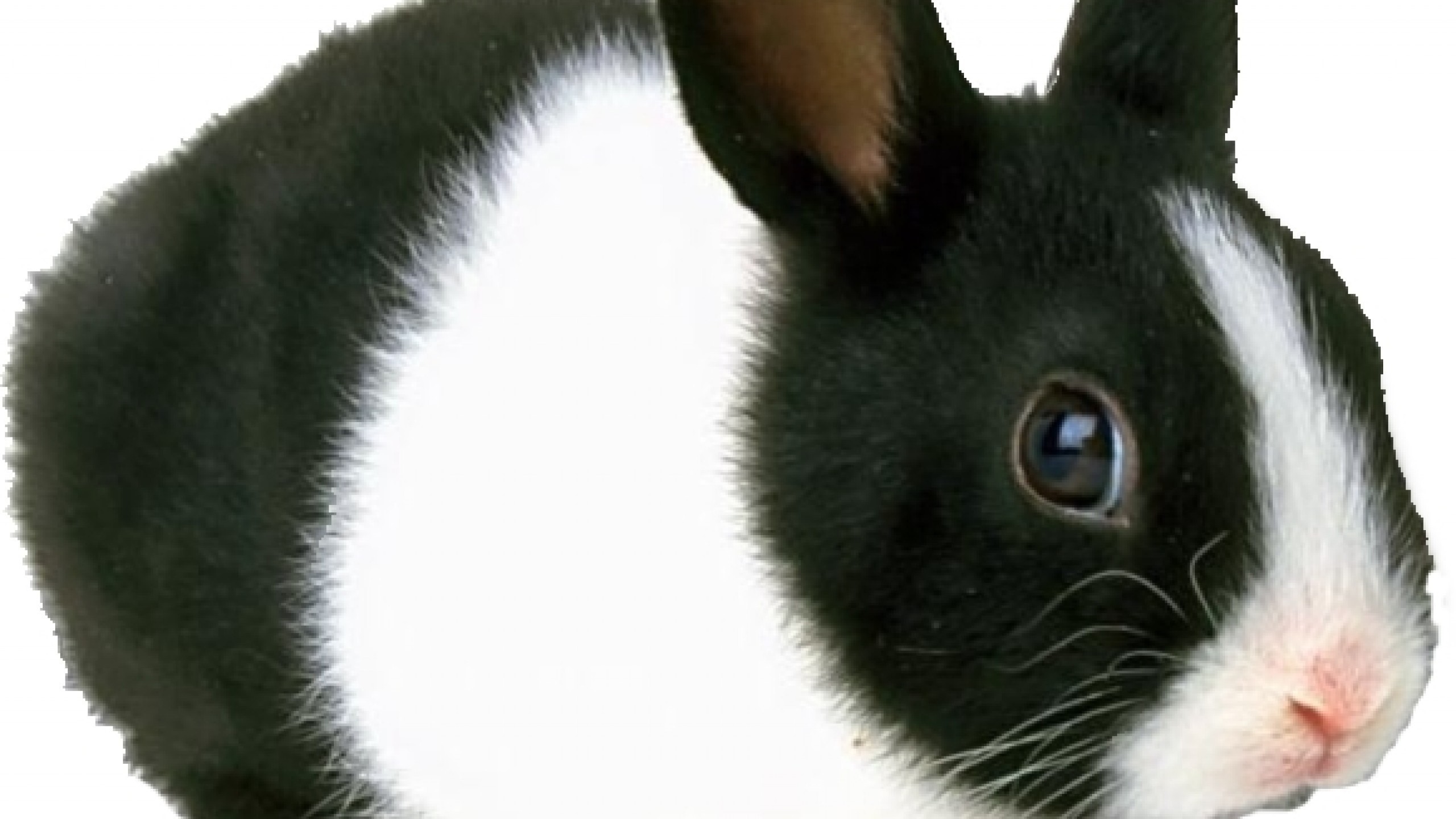 Включи видео кролики. Кролик черно белый. Черный кролик. Декоративный кролик черно белый. Черный и белый кролик.