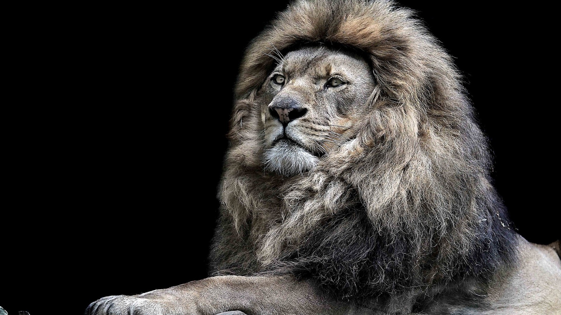 1920x1080 Cool Lion Pictures Download - HD Wallpapers