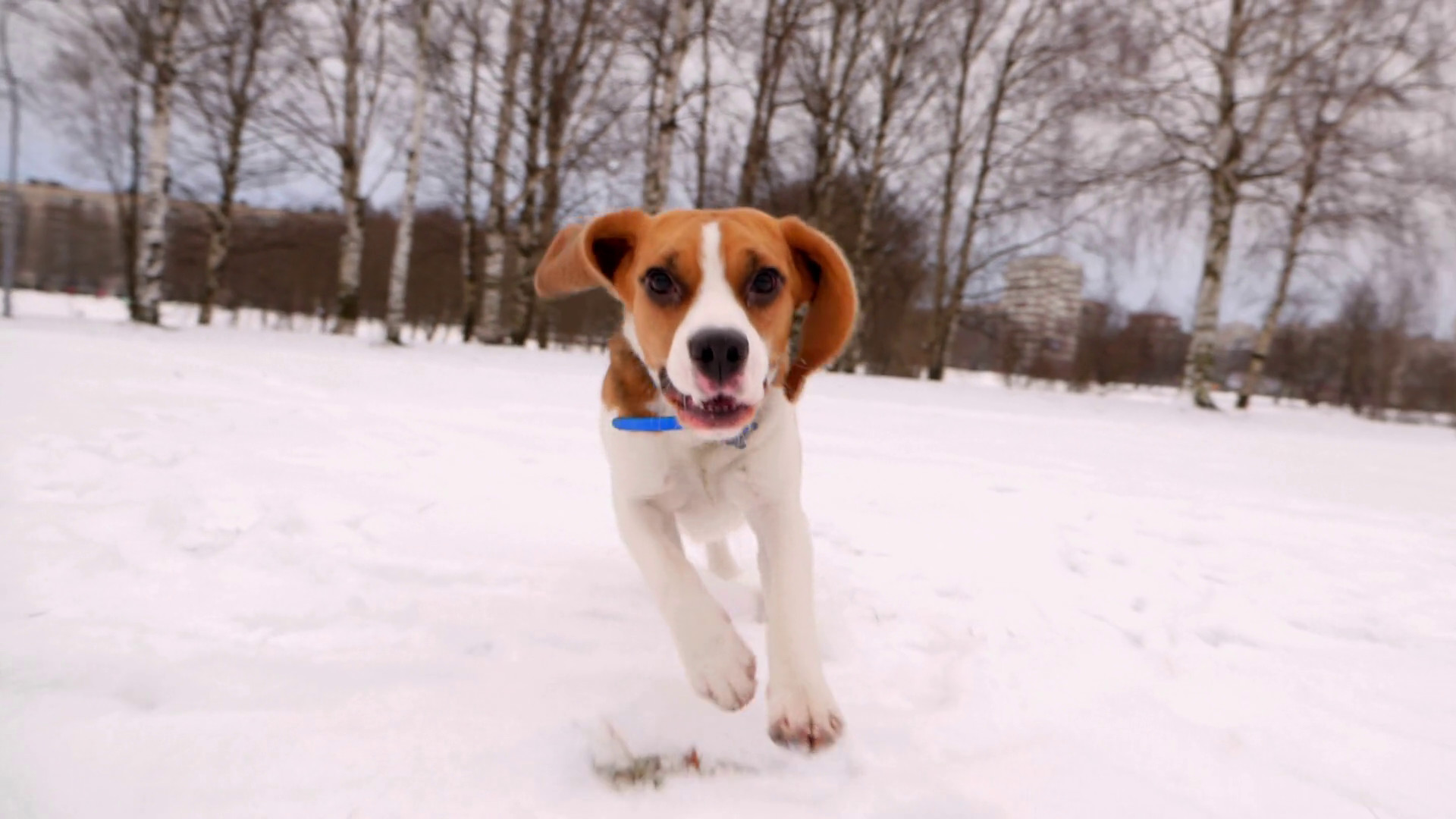 1920x1080 Funny curious dog run on snow, chase and get to camera, winter park area  Stock Video Footage - Storyblocks Video