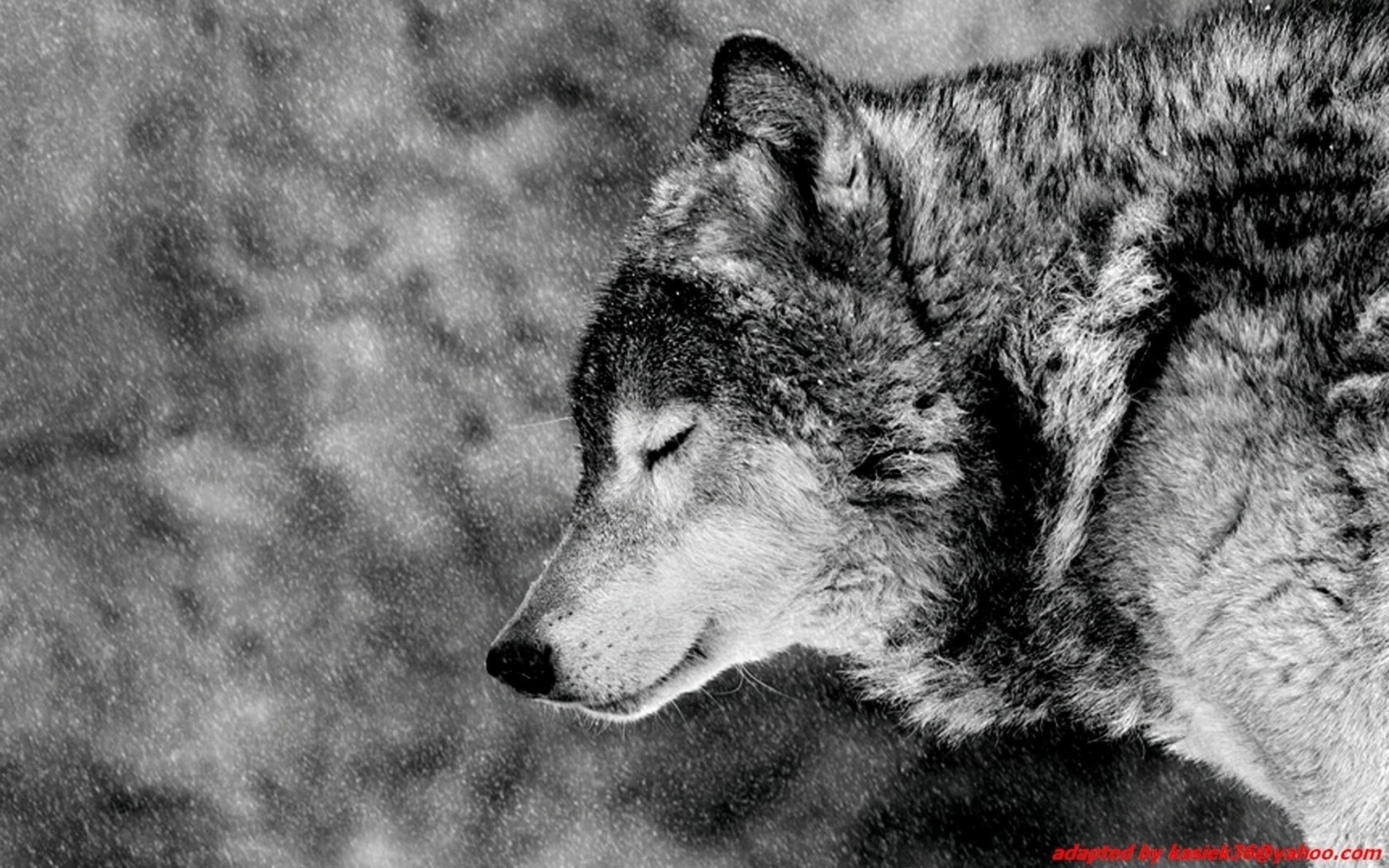 2560x1600 black and white wolf wallpaper #558018