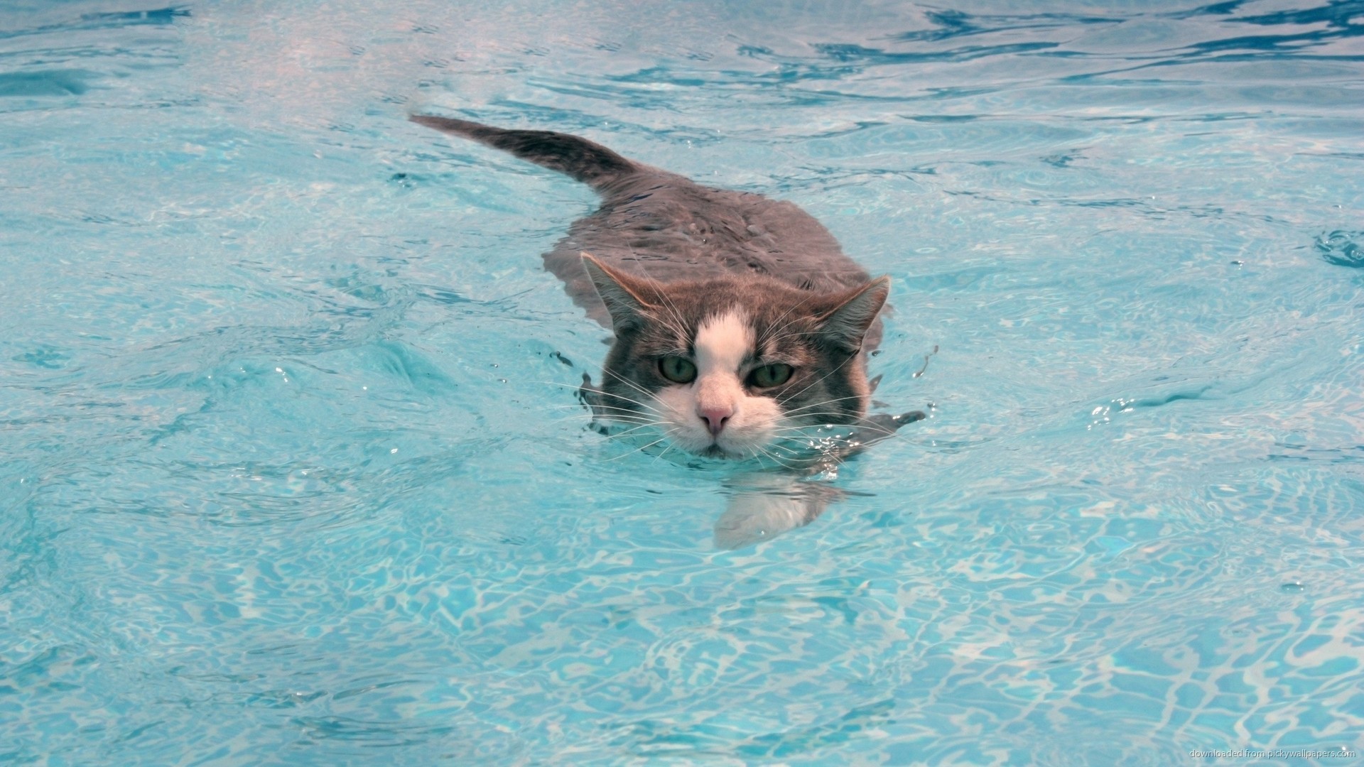 1920x1080 Swimming Cat picture