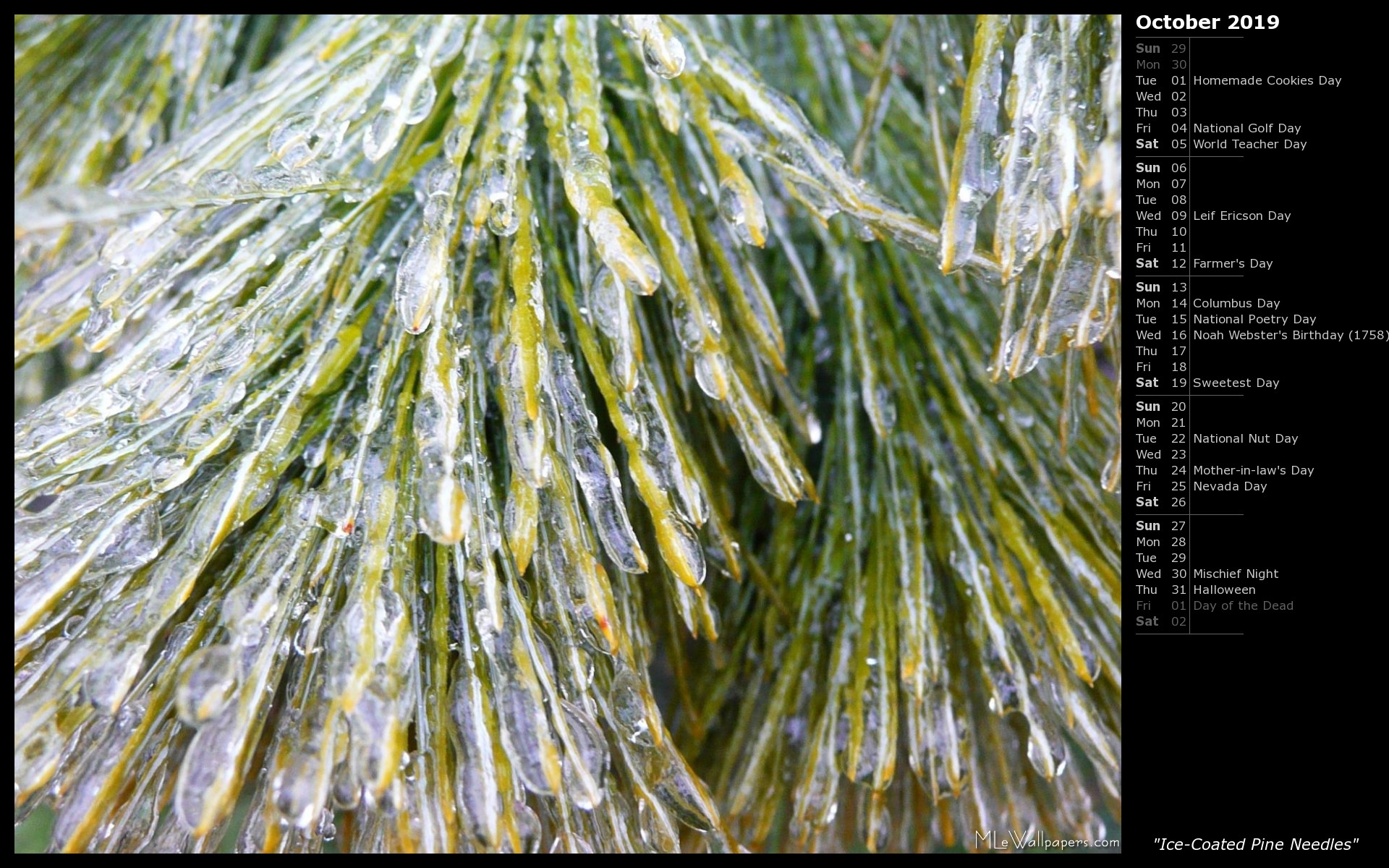 1920x1200 Ice-Coated Pine Needles