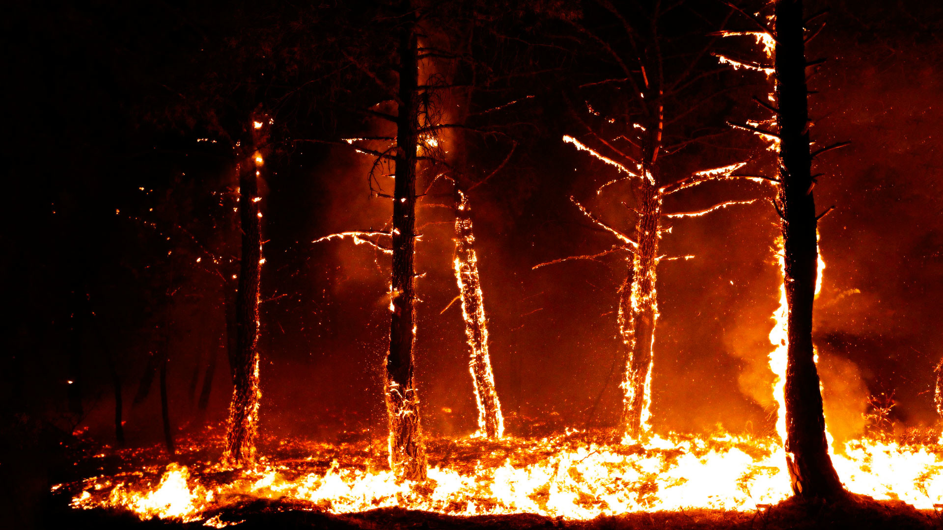 1920x1080 Wildfire in a forest [1920 x 1080] ...