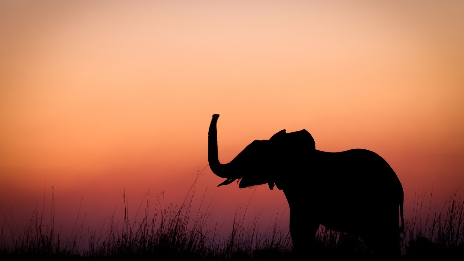 1920x1080 nature, Animals, Baby Animals, Elephants, Silhouette, Sunset, Grass, Alone,  Minimalism Wallpapers HD / Desktop and Mobile Backgrounds