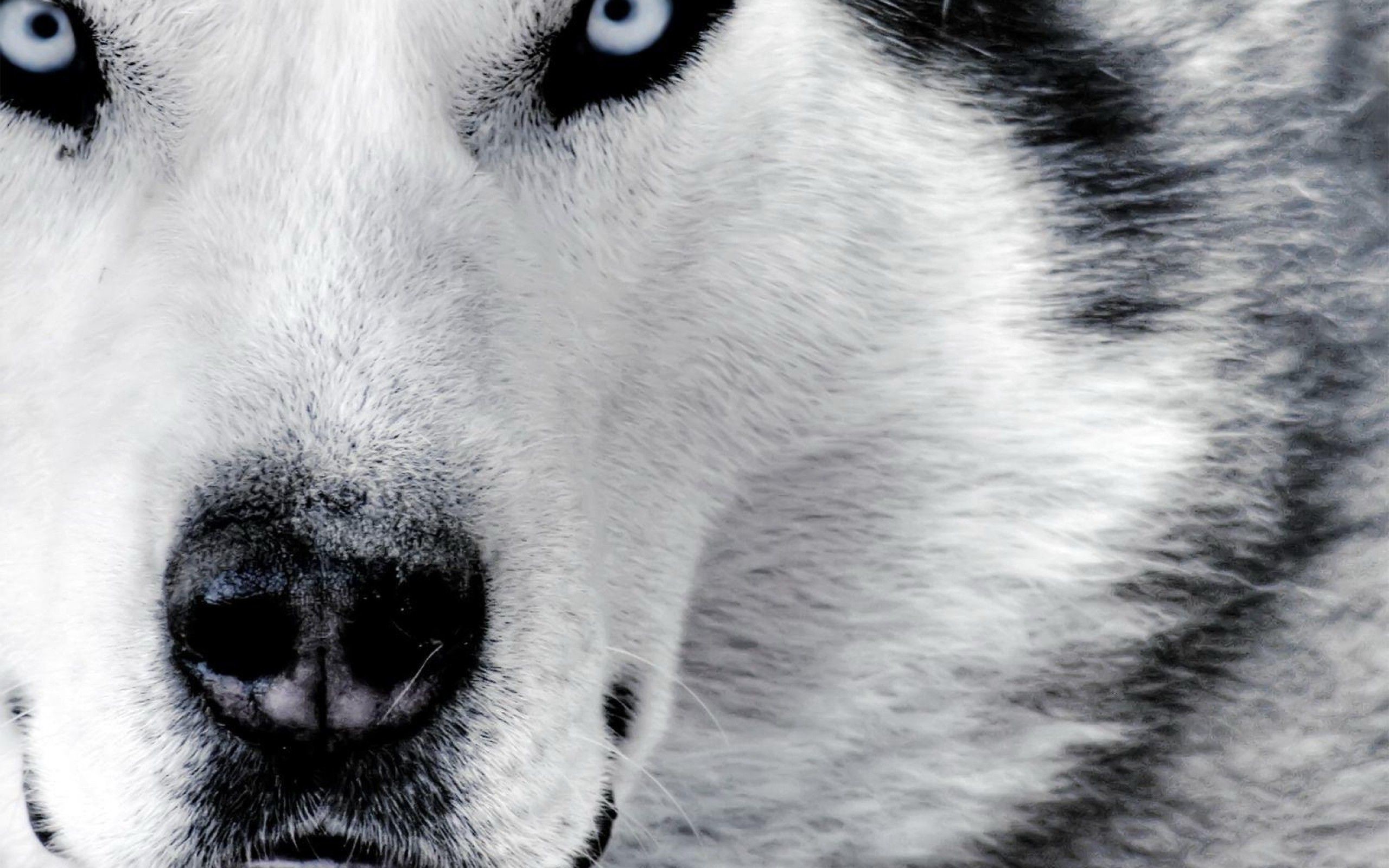 2560x1600 Black And White Wolf HD Wallpaper 10 - 2560 X 1600