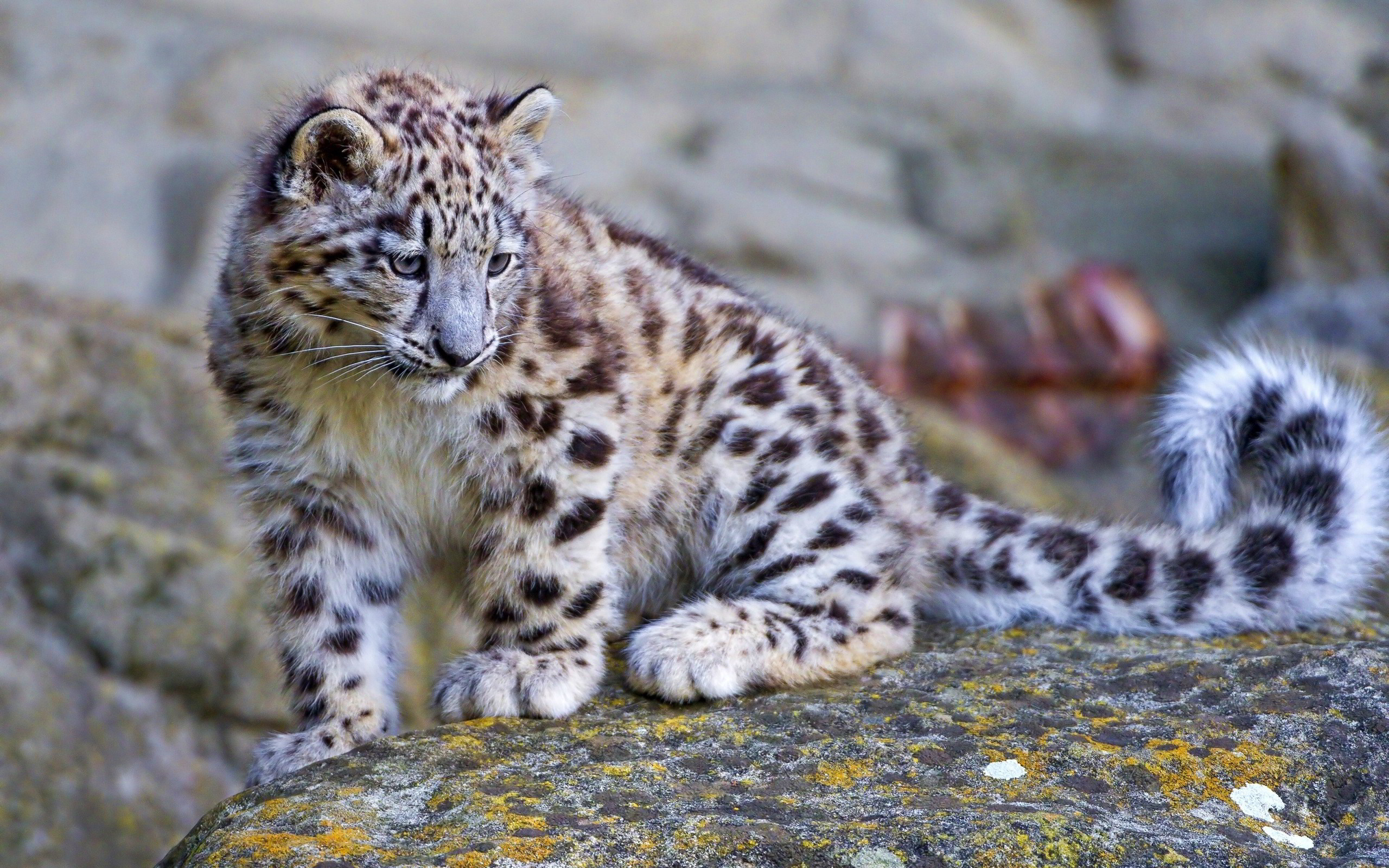 2560x1600 Snow Leopard Cubs