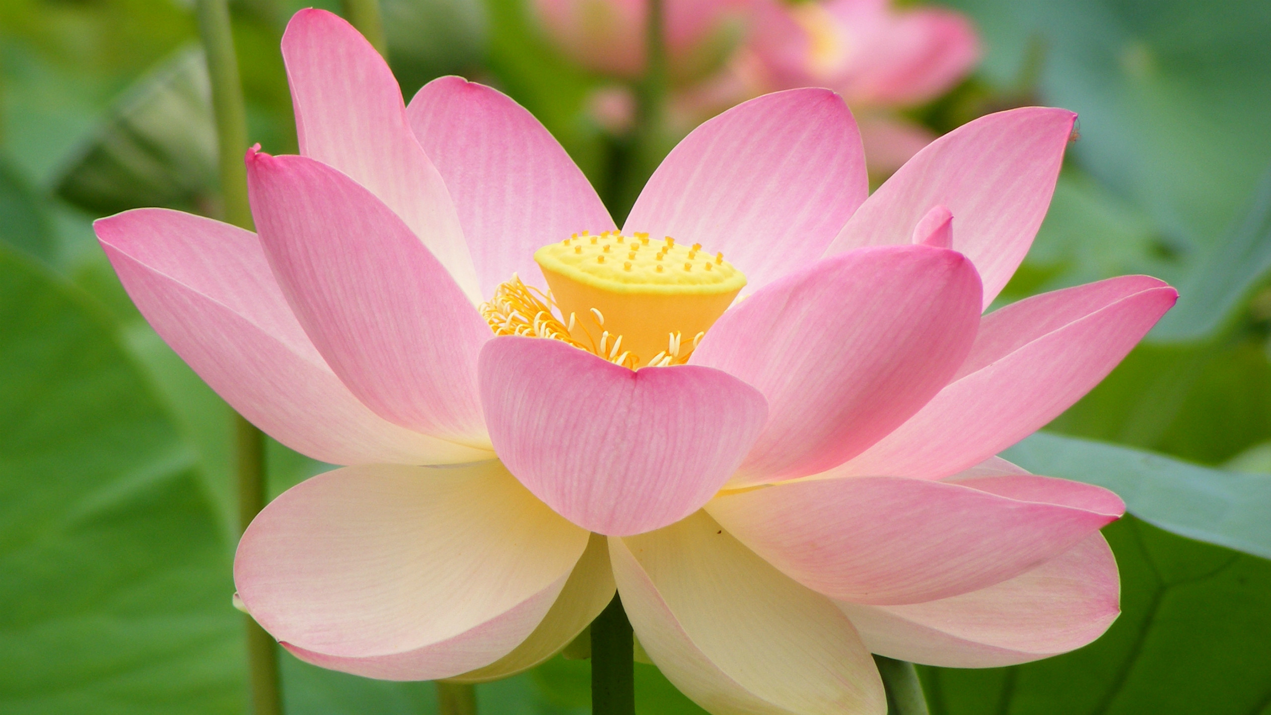 2560x1440 Pink Lotus Flower Wallpaper Hd