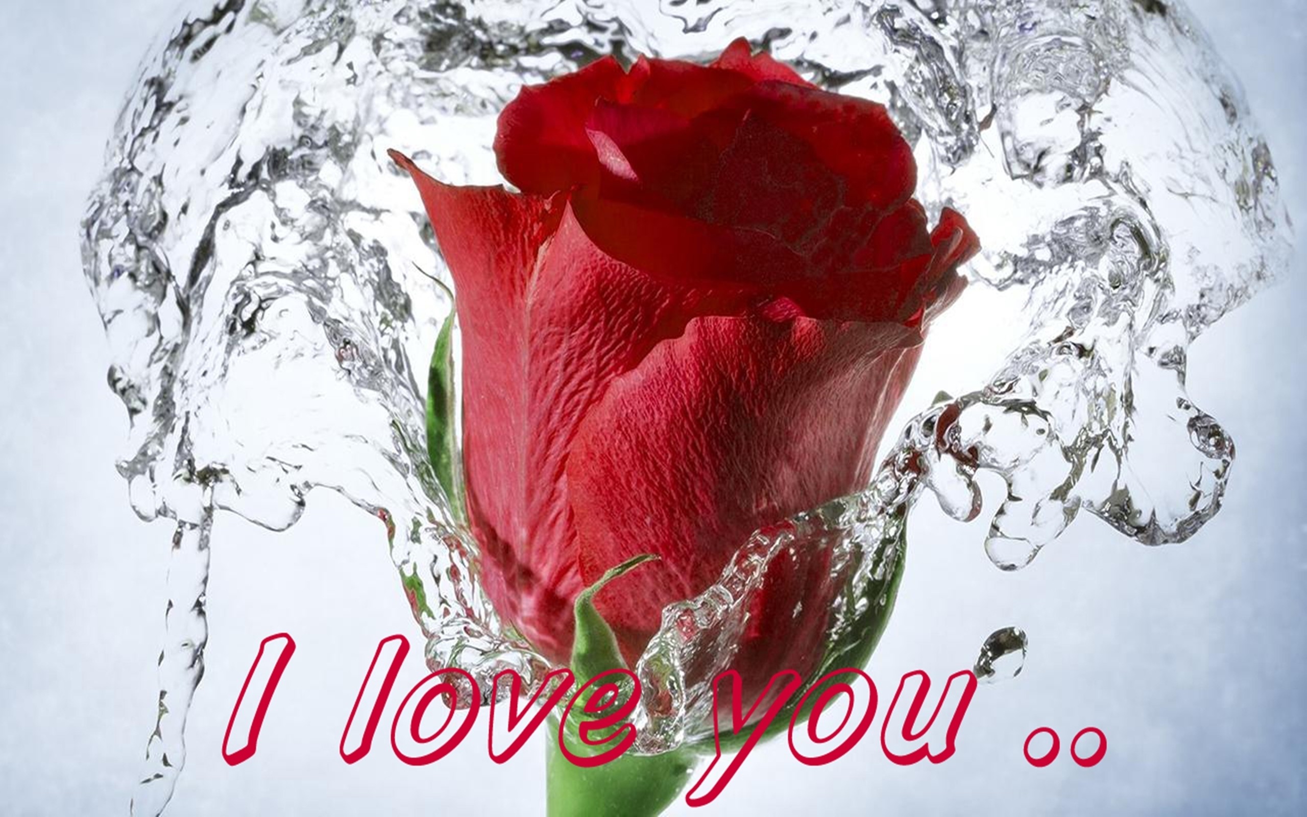 2560x1600 Red Rose I Love You Wallpaper Red Rose Love Message I Love You 077  Wallpapers13