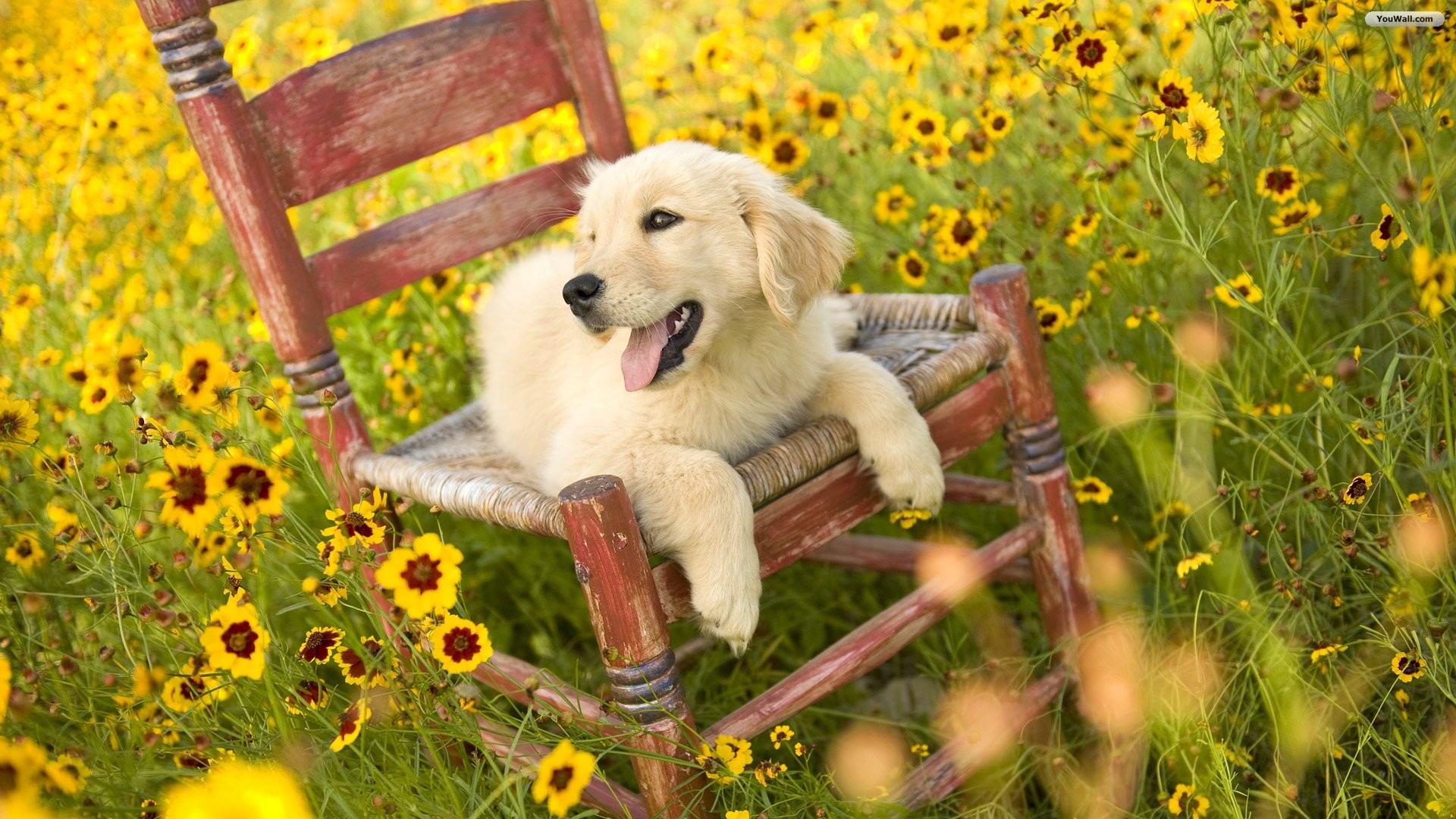 1920x1080 Dog and Yellow Flowers Wallpaper