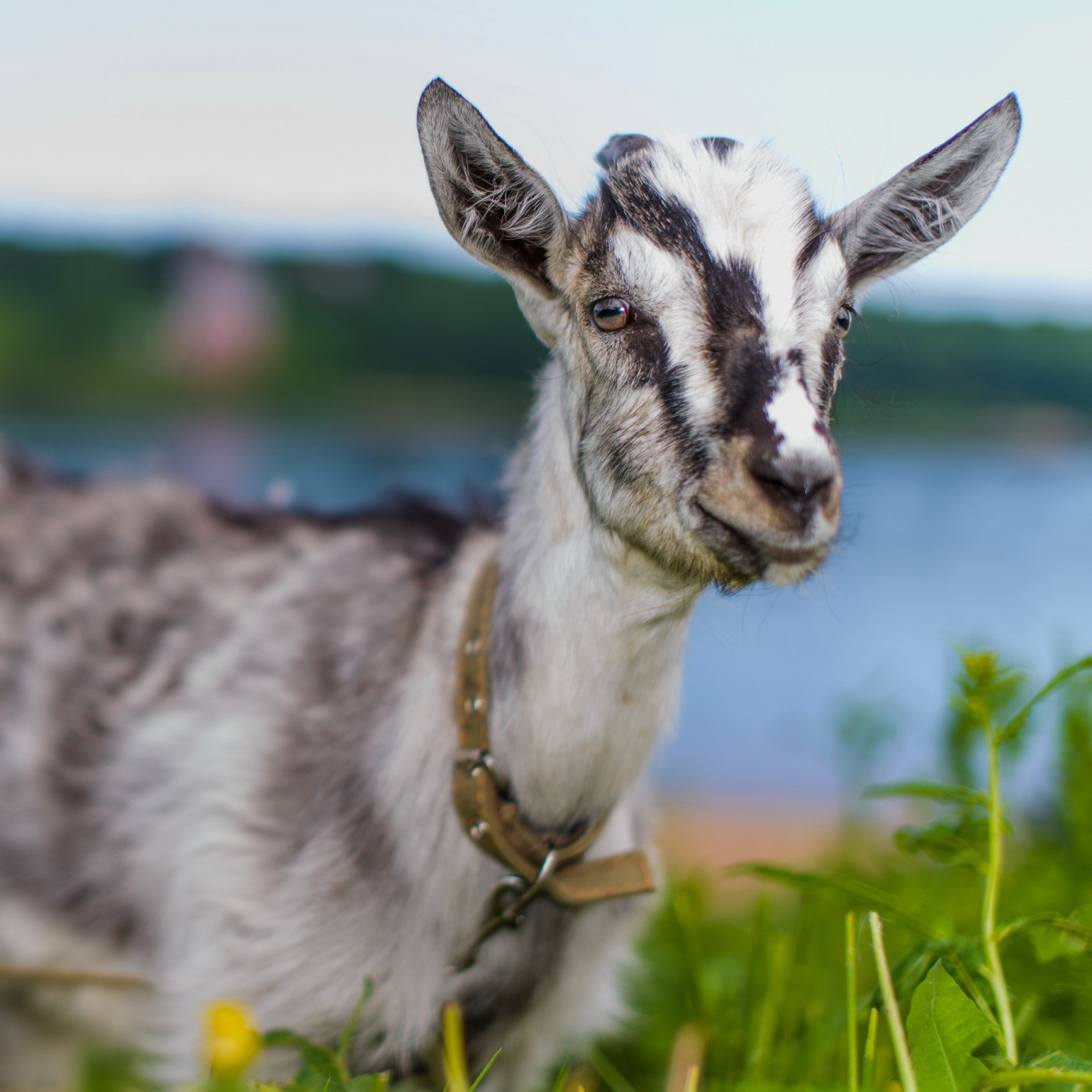 2048x2048  Wallpaper goat, animal, cute, eyes, grass