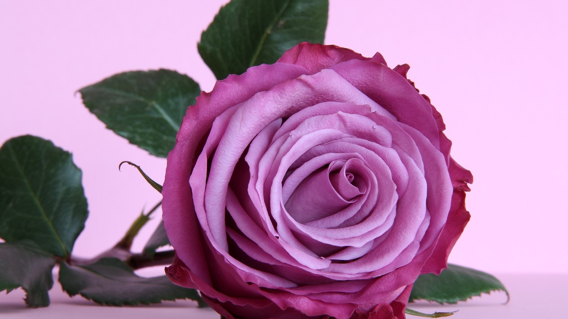 1920x1080 Lavender Rose Background