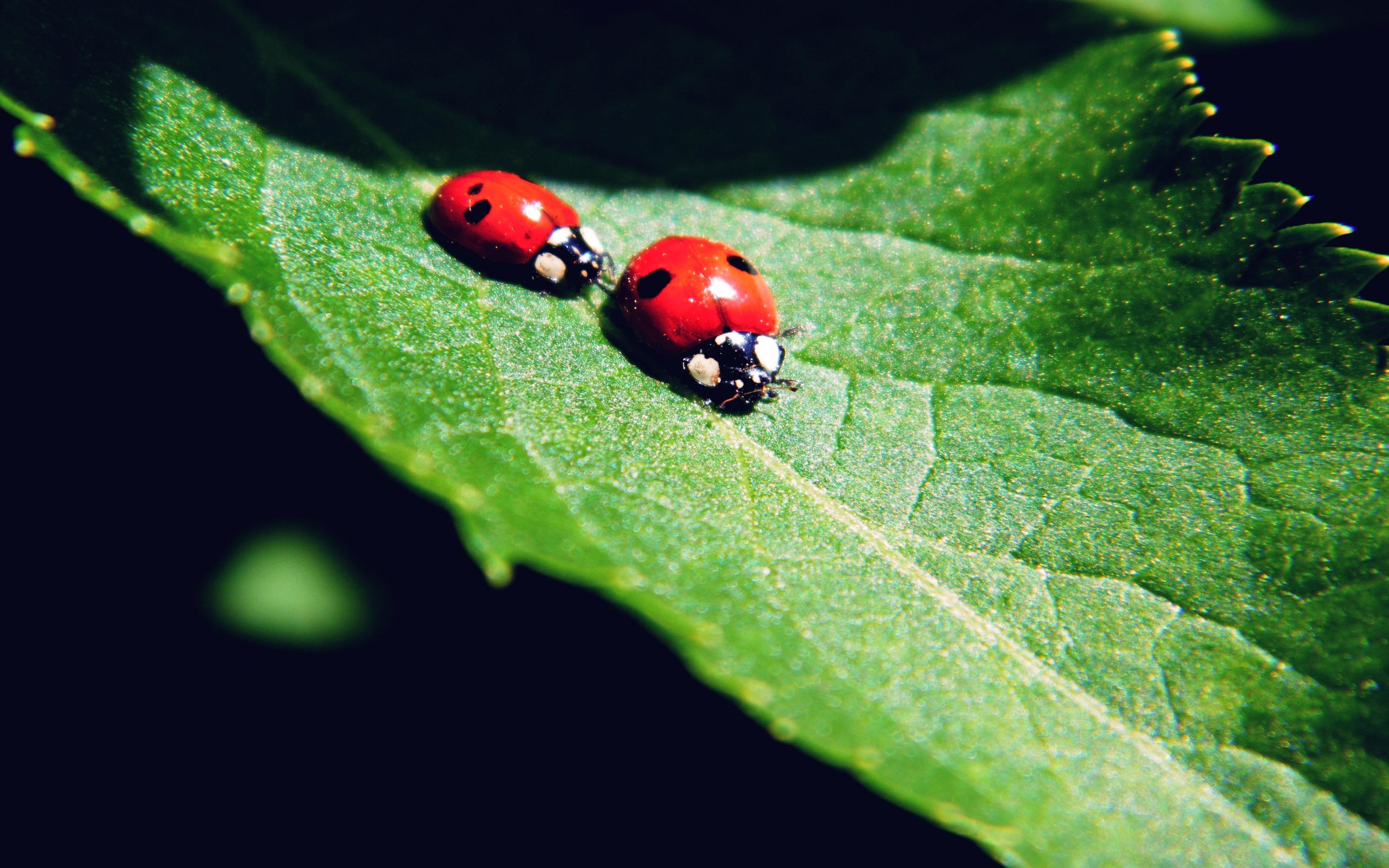 2560x1600 Animal - Ladybug Red Green Love Animal Wallpaper