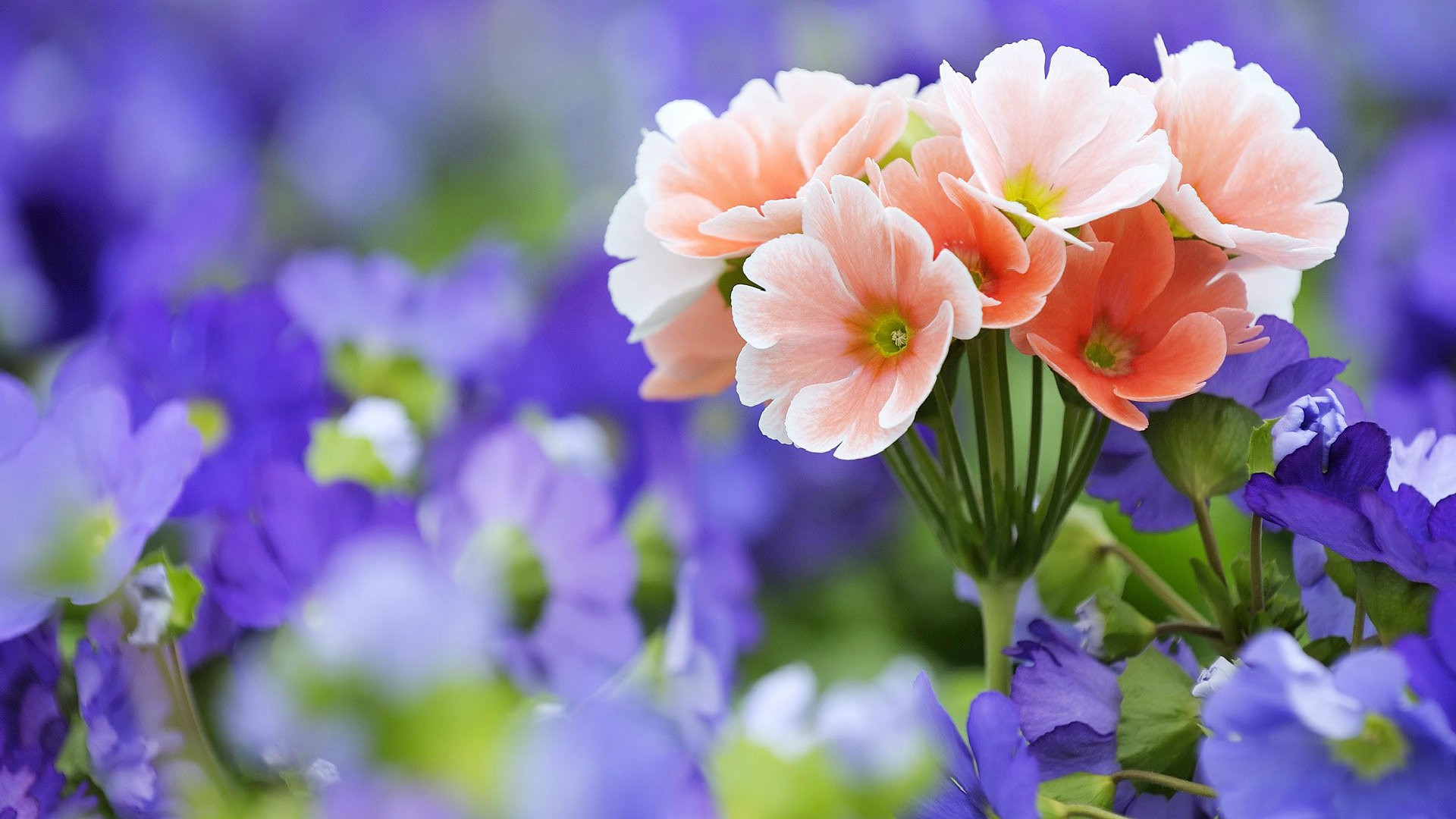 1920x1080 ... Wallpapers of Beautiful Flowers HD, 0.25 Mb, Mitzie Tonkin; Beautiful  Flowers HDQ Images ...