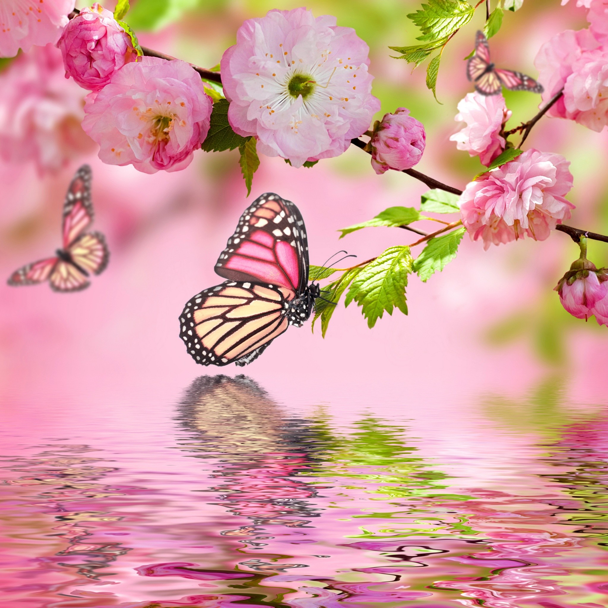 2048x2048 Spring Blosson with Butterfly. Tap for more Dreams of Spring Wallpapers for  iPhone & Android